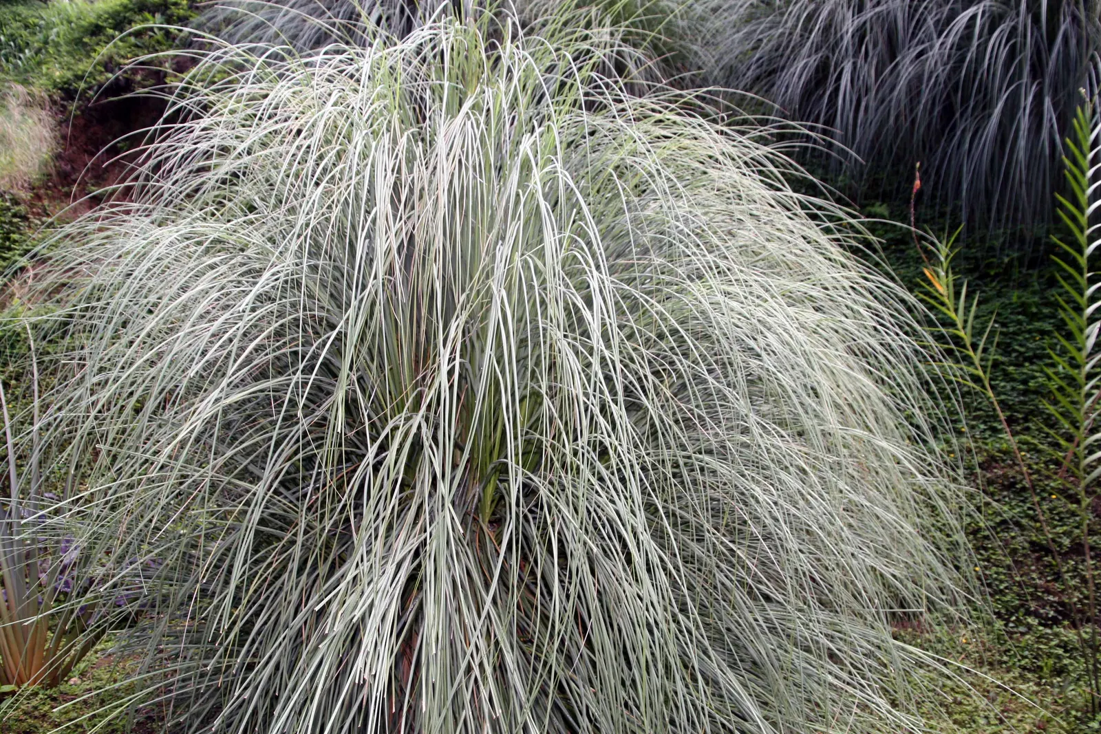 White Pampas Grass (Cortaderia Selloana 'Silver Comet') — It is advisable to allot ample space for this grass to spread and consider its placement carefully