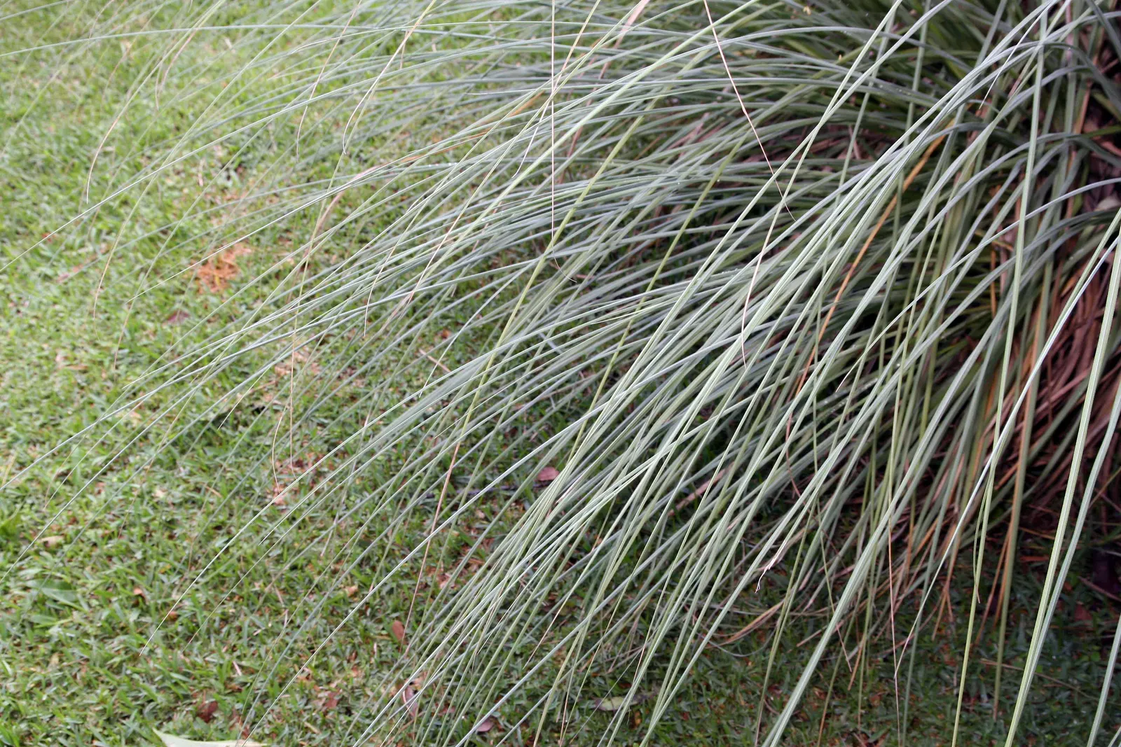 White Pampas Grass (Cortaderia Selloana 'Silver Comet') — Perfect for creating dramatic backdrops or as a privacy screen