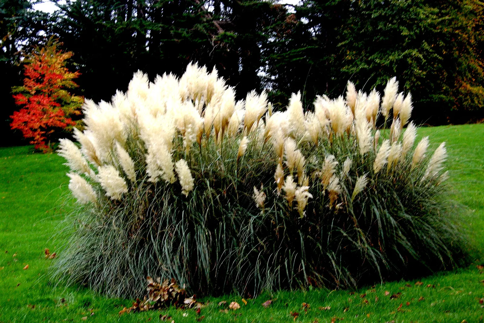 White Pampas Grass (Cortaderia Selloana 'Silver Comet') — grass for full