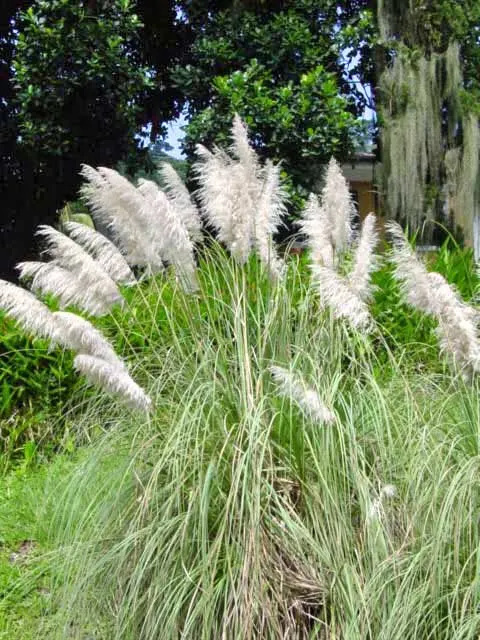 White Pampas Grass (Cortaderia Selloana 'Silver Comet') — scientifically designated as Cortaderia selloana 'Silver Comet'