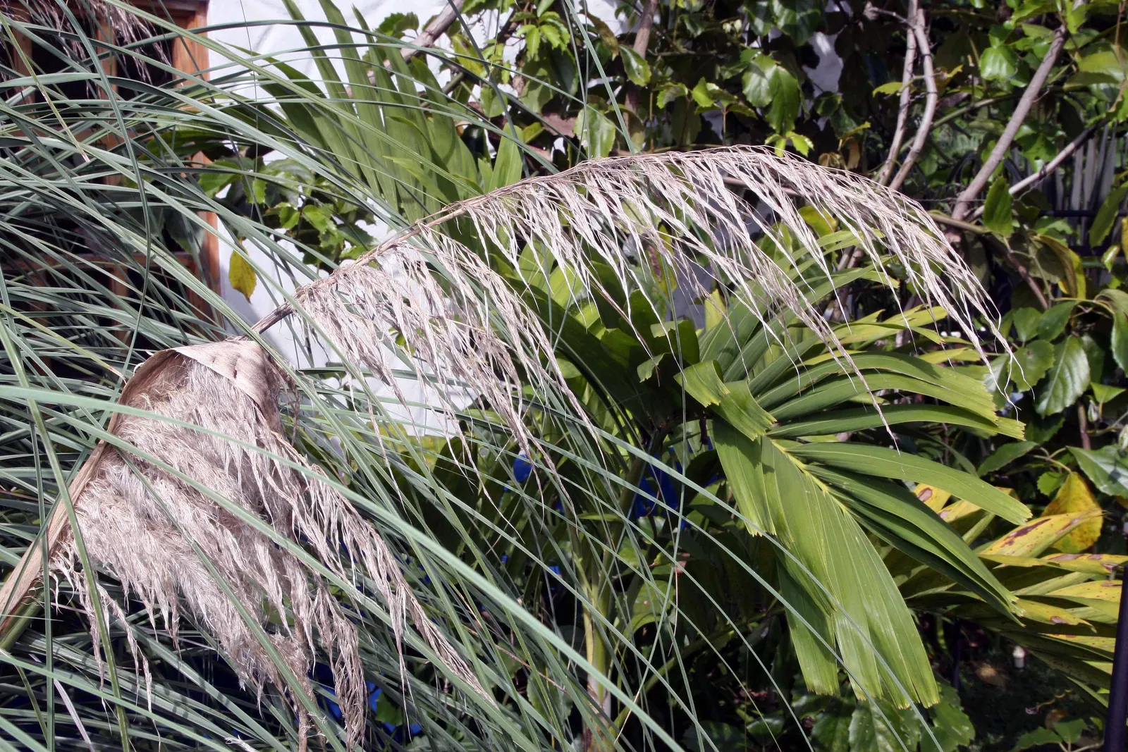 White Pampas Grass (Cortaderia Selloana 'Silver Comet') — These leaves arch gracefully and can reach up to 6 to 8 feet in height