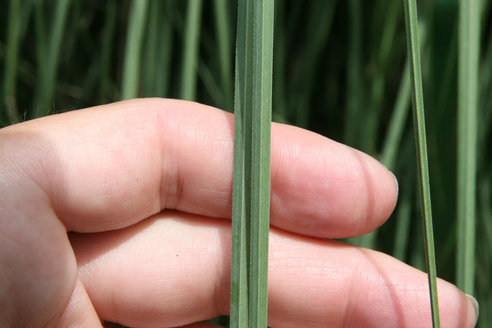 White Pampas Grass (Cortaderia Selloana 'Silver Comet') — grass with white blooms