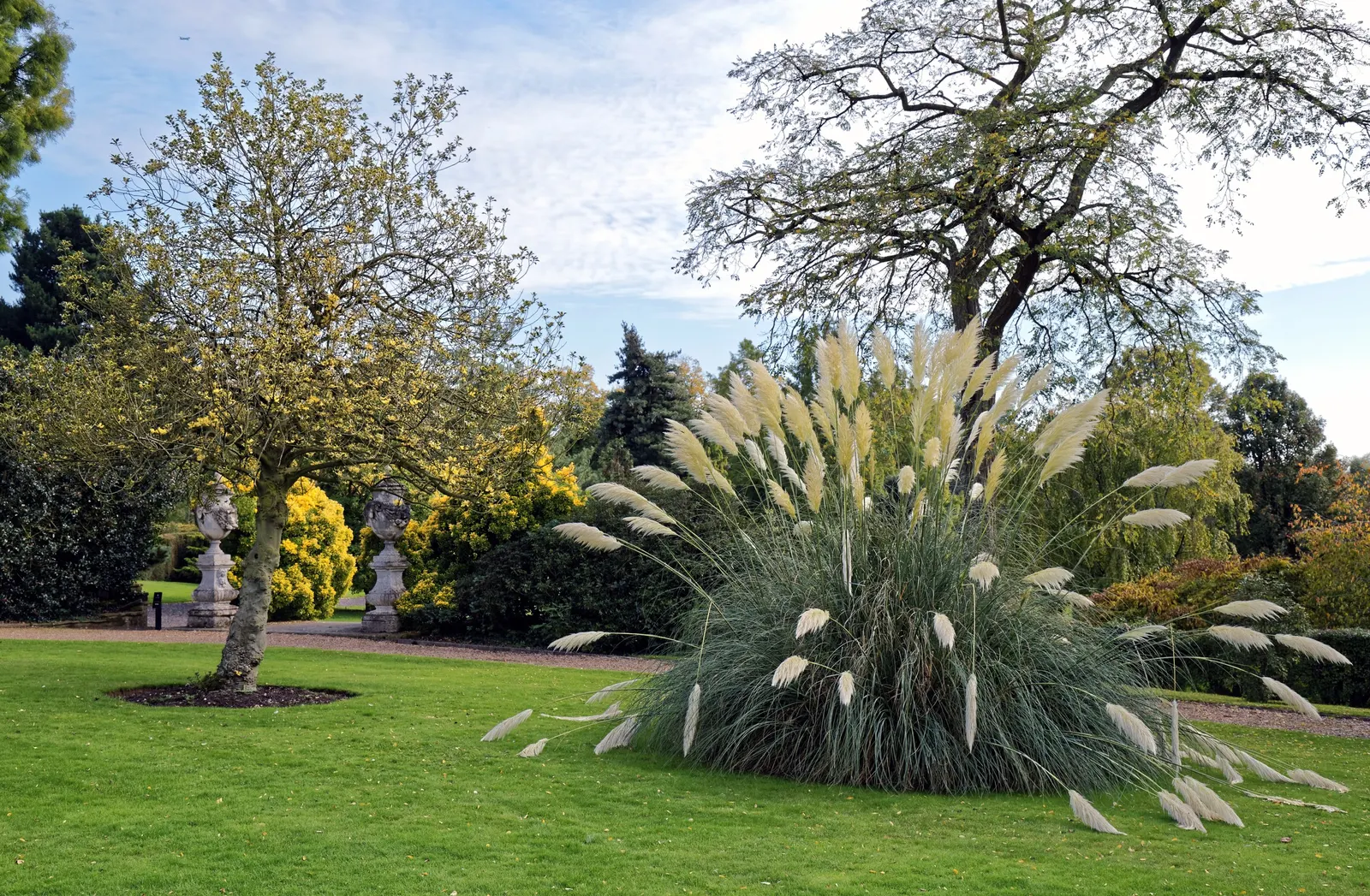 White Pampas Grass (Cortaderia Selloana 'Silver Comet') — They thrive in USDA Zones 7-10, prefer full sun, and are drought-tolerant once established