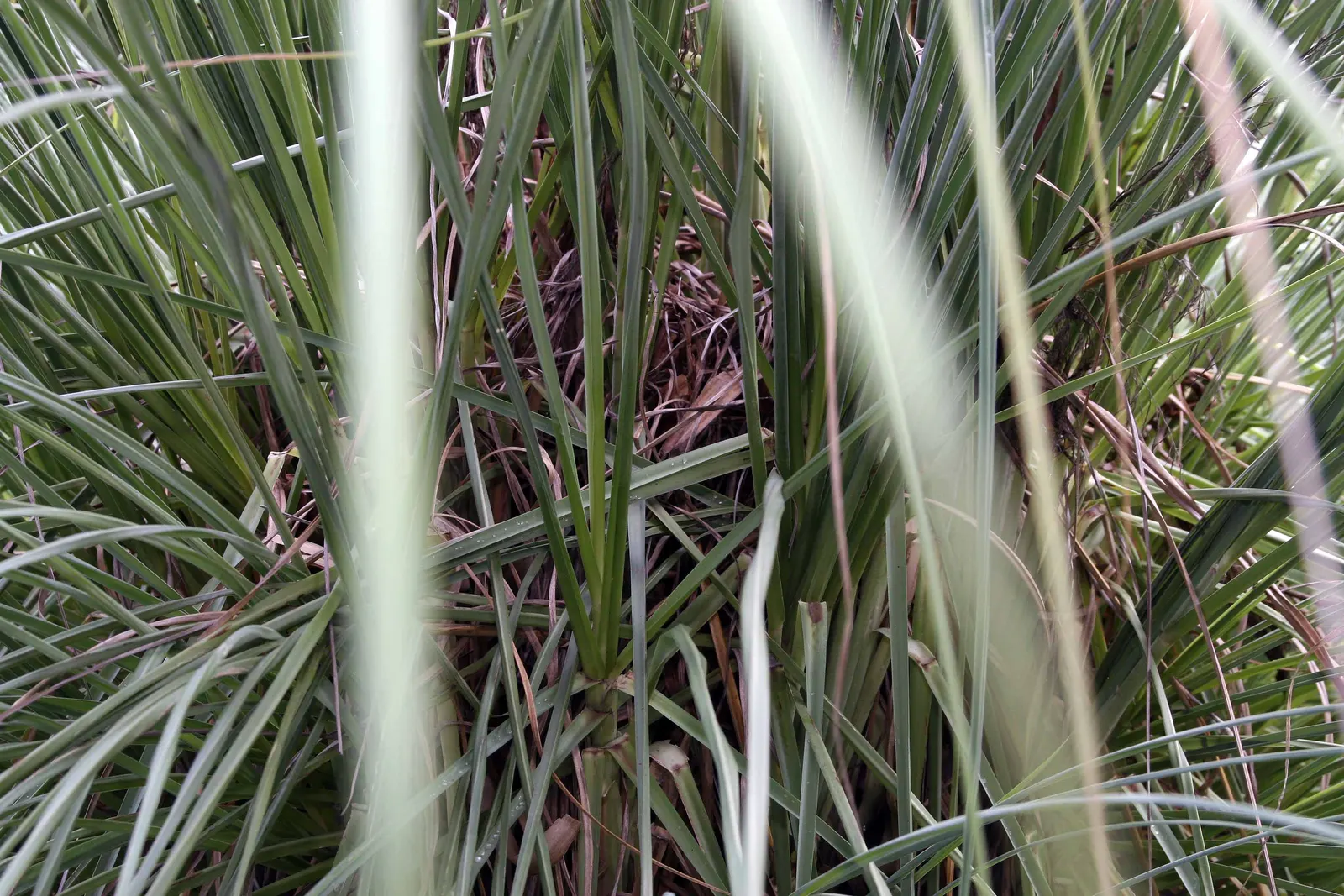 White Pampas Grass (Cortaderia Selloana 'Silver Comet') — These perennial ornamental grasses reach up to 6-8 feet tall and can spread to about 4-6 feet wide