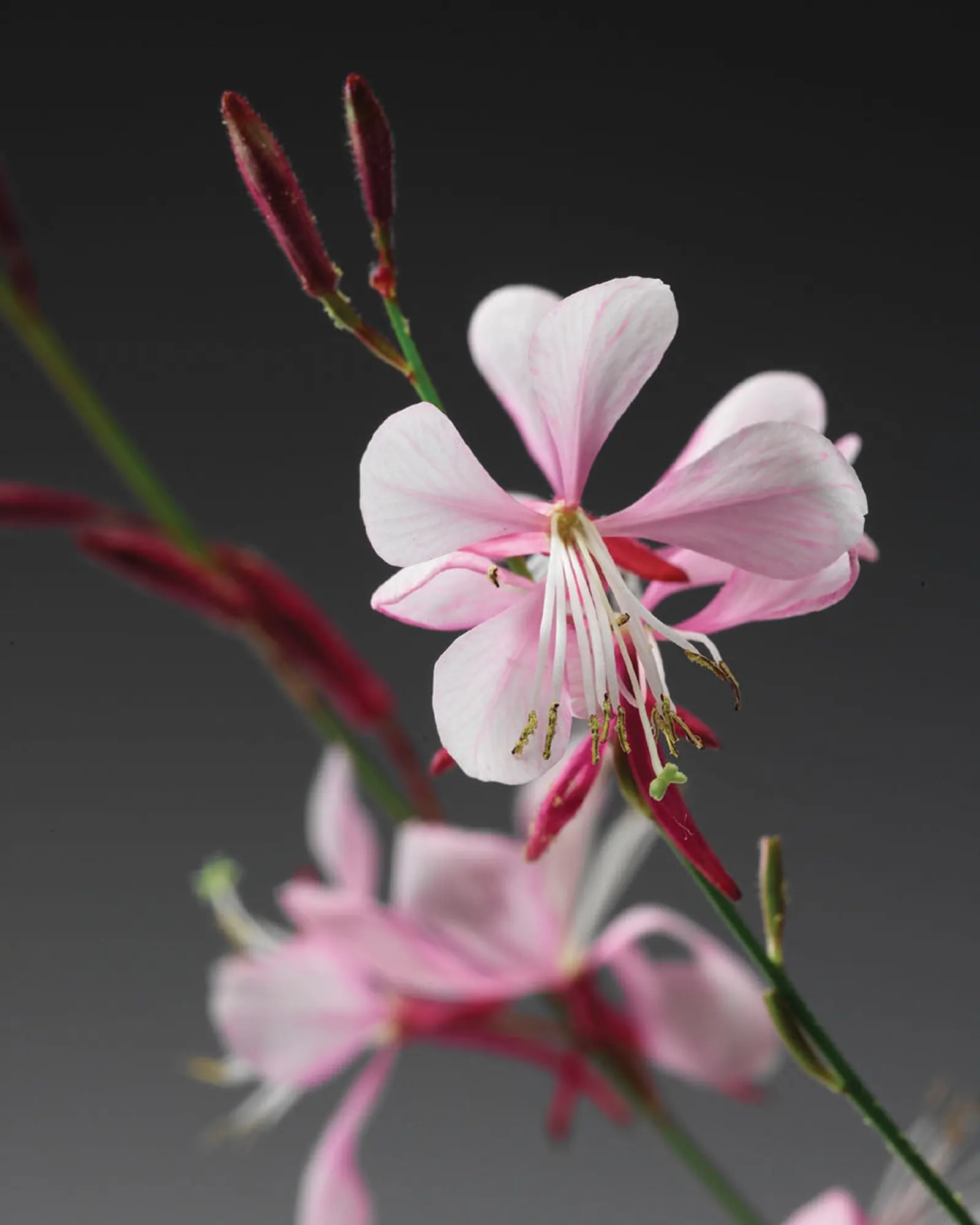 Pink Picotee Butterfly Flower (Gaura Lindheimeri 'Stratosphere Pink Pi) — perch gracefully atop wiry stems that sway with the slightest breeze, image 29