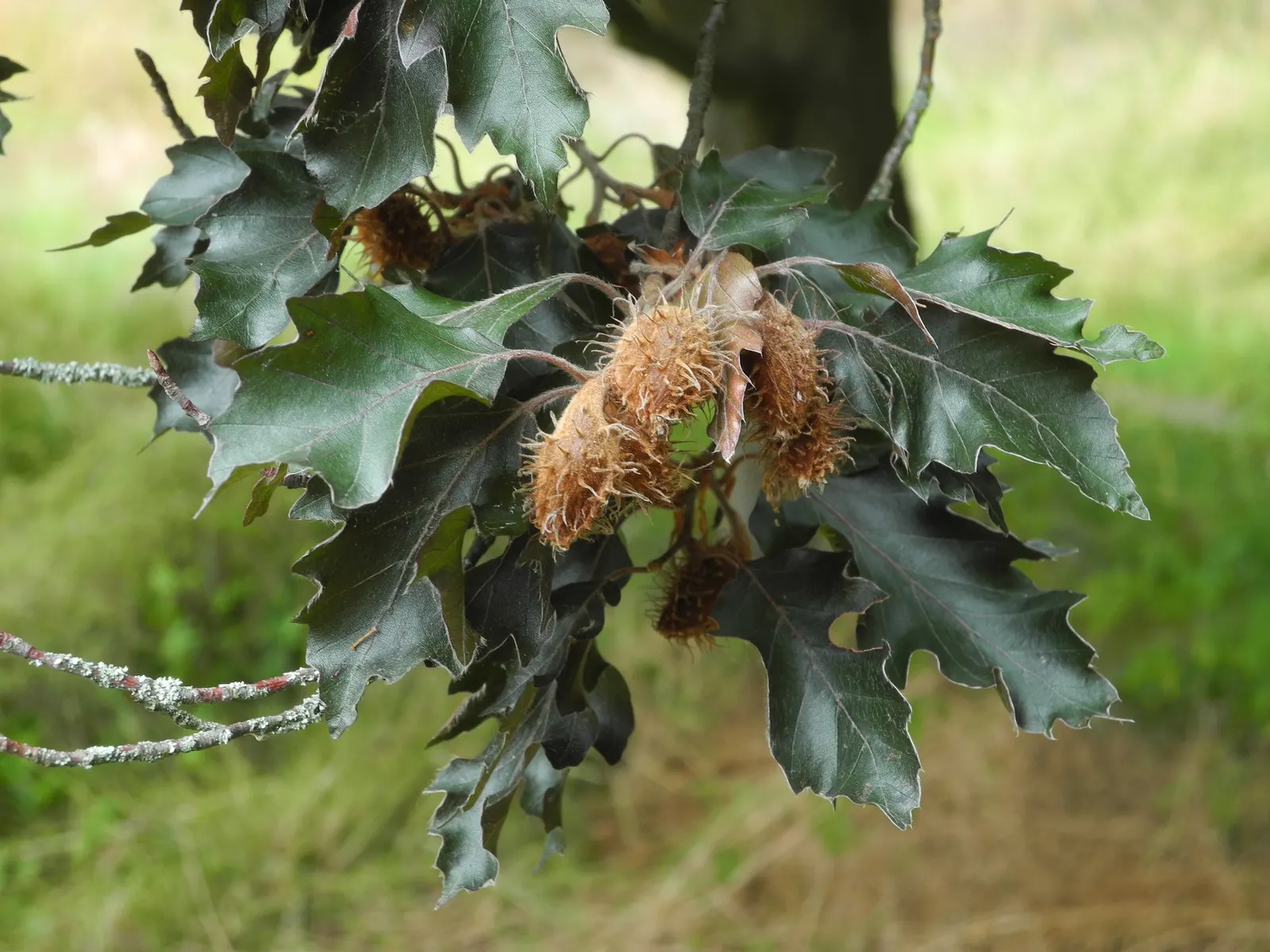 Rohan European Beech (Fagus Sylvatica 'Rohanii') — moist soils and performs best with consistent moisture