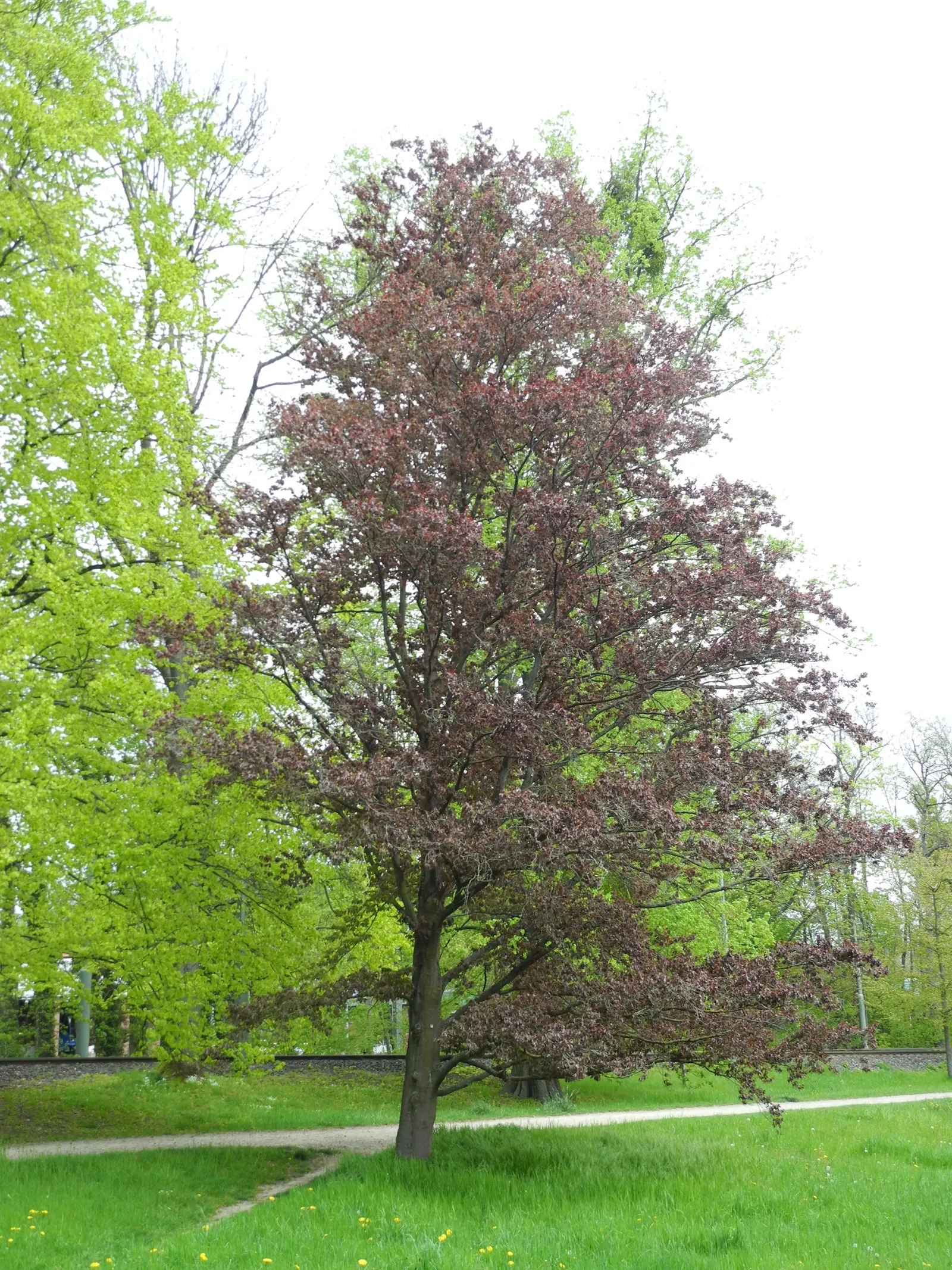 Rohan European Beech (Fagus Sylvatica 'Rohanii') — creating serene spaces beneath its canopy
