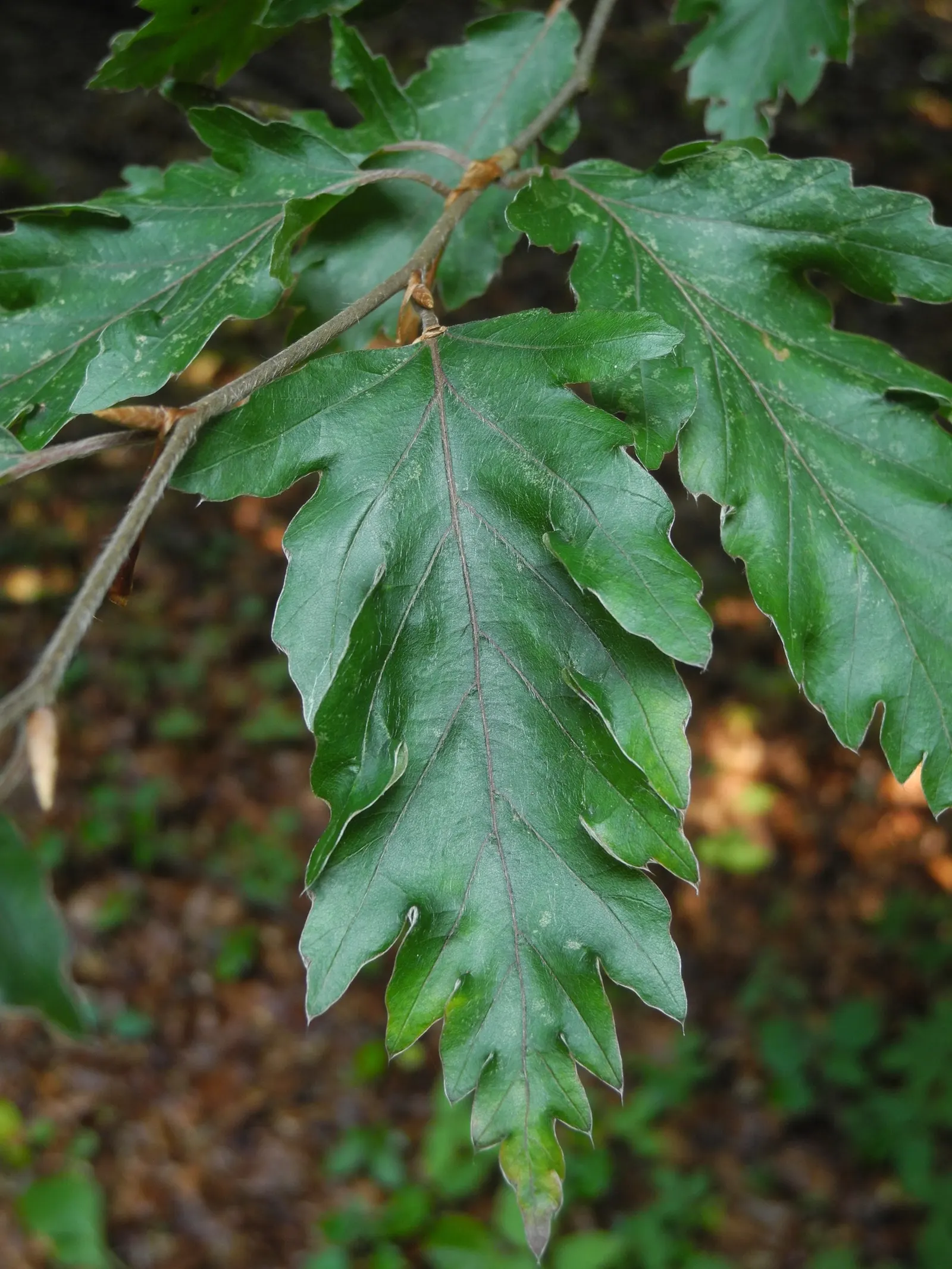 Rohan European Beech (Fagus Sylvatica 'Rohanii') — Include it as a focal point, a stately avenue, or as part of a larger woodland setting