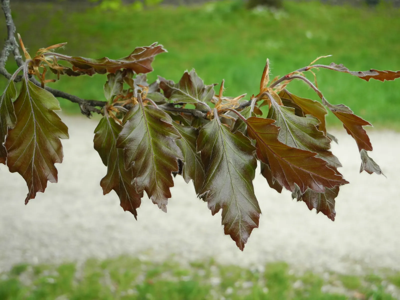 Rohan European Beech (Fagus Sylvatica 'Rohanii') — When ensuring its proper care