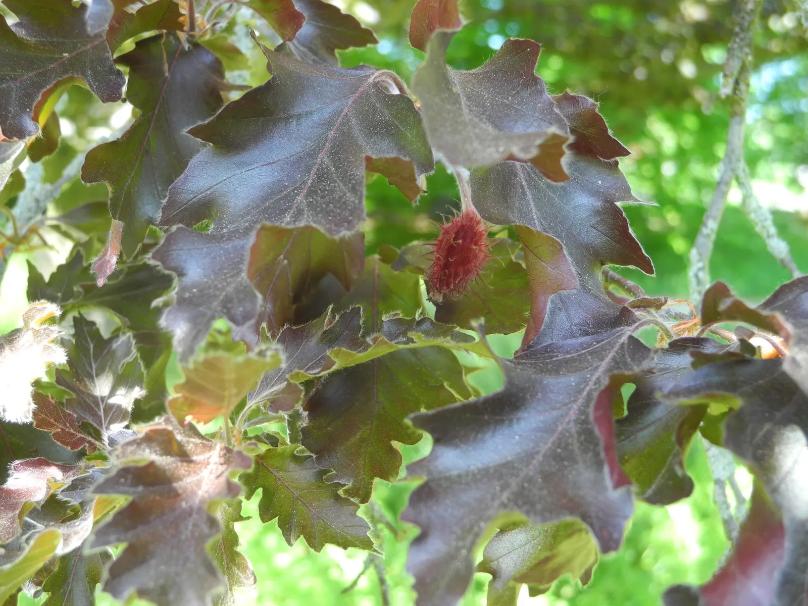 Rohan European Beech (Fagus Sylvatica 'Rohanii') — offering year-round visual interest