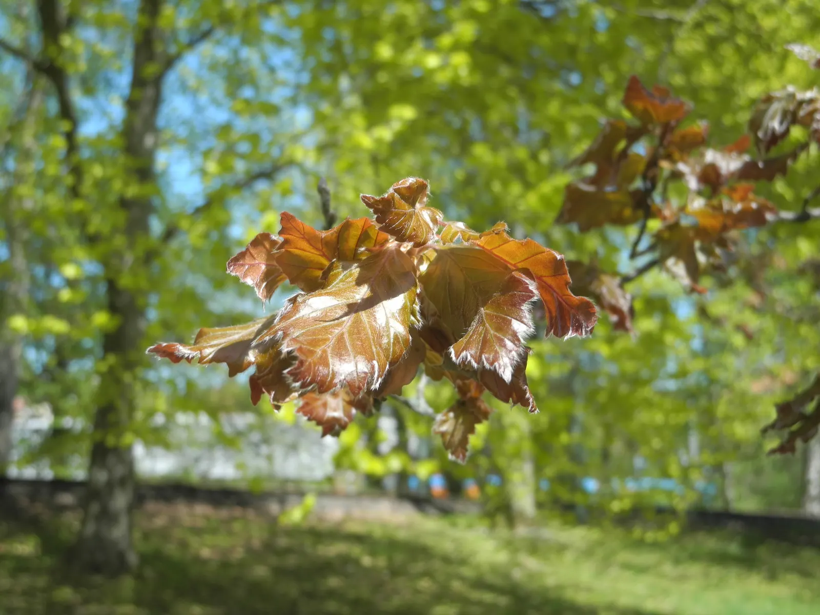 Rohan European Beech (Fagus Sylvatica 'Rohanii') — The tree's oval to rounded crown casts dappled shade