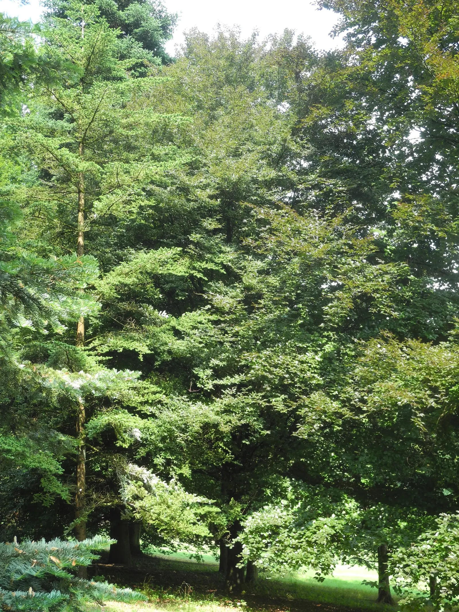 Rohan European Beech (Fagus Sylvatica 'Rohanii') — note that it's tolerant of urban pollution