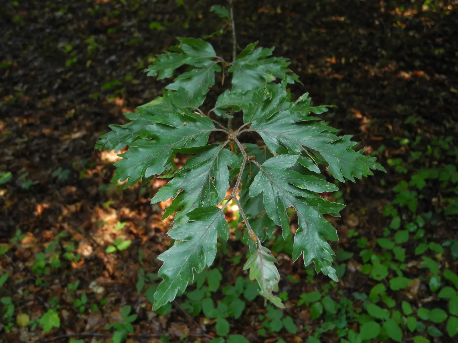 Rohan European Beech (Fagus Sylvatica 'Rohanii') — It shows a preference for full sun to partial shade exposures
