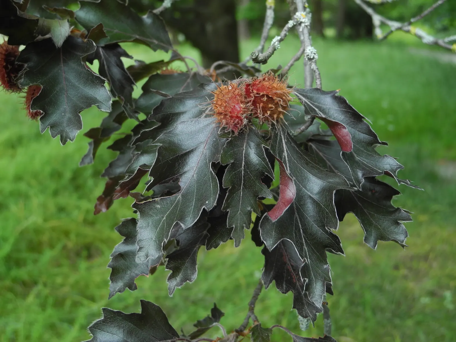 Rohan European Beech (Fagus Sylvatica 'Rohanii') — is a stunning deciduous tree prized for its ornamental qualities and versatility in landscape, image 26