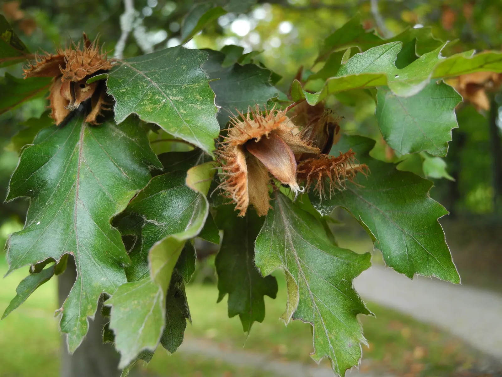 Rohan European Beech (Fagus Sylvatica 'Rohanii') — is a stunning deciduous tree prized for its ornamental qualities and versatility in landscape design