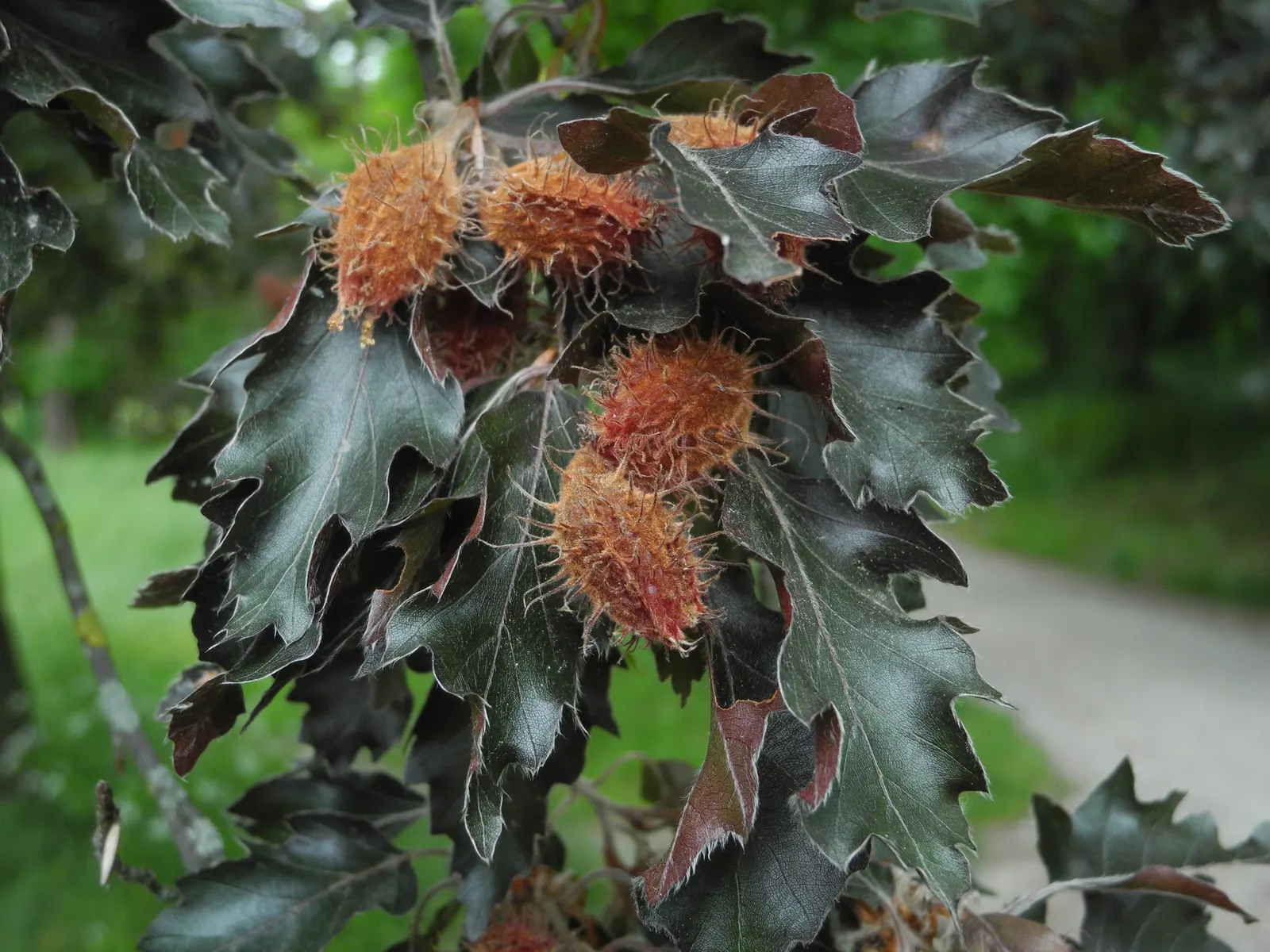 Rohan European Beech (Fagus Sylvatica 'Rohanii') — making it an imposing feature in any garden