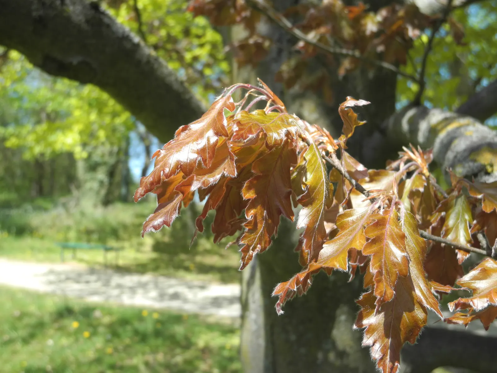 Rohan European Beech (Fagus Sylvatica 'Rohanii') — ideal for underplantings with shade-loving perennials.<br><br>Hardy in USDA zones 4 through 7