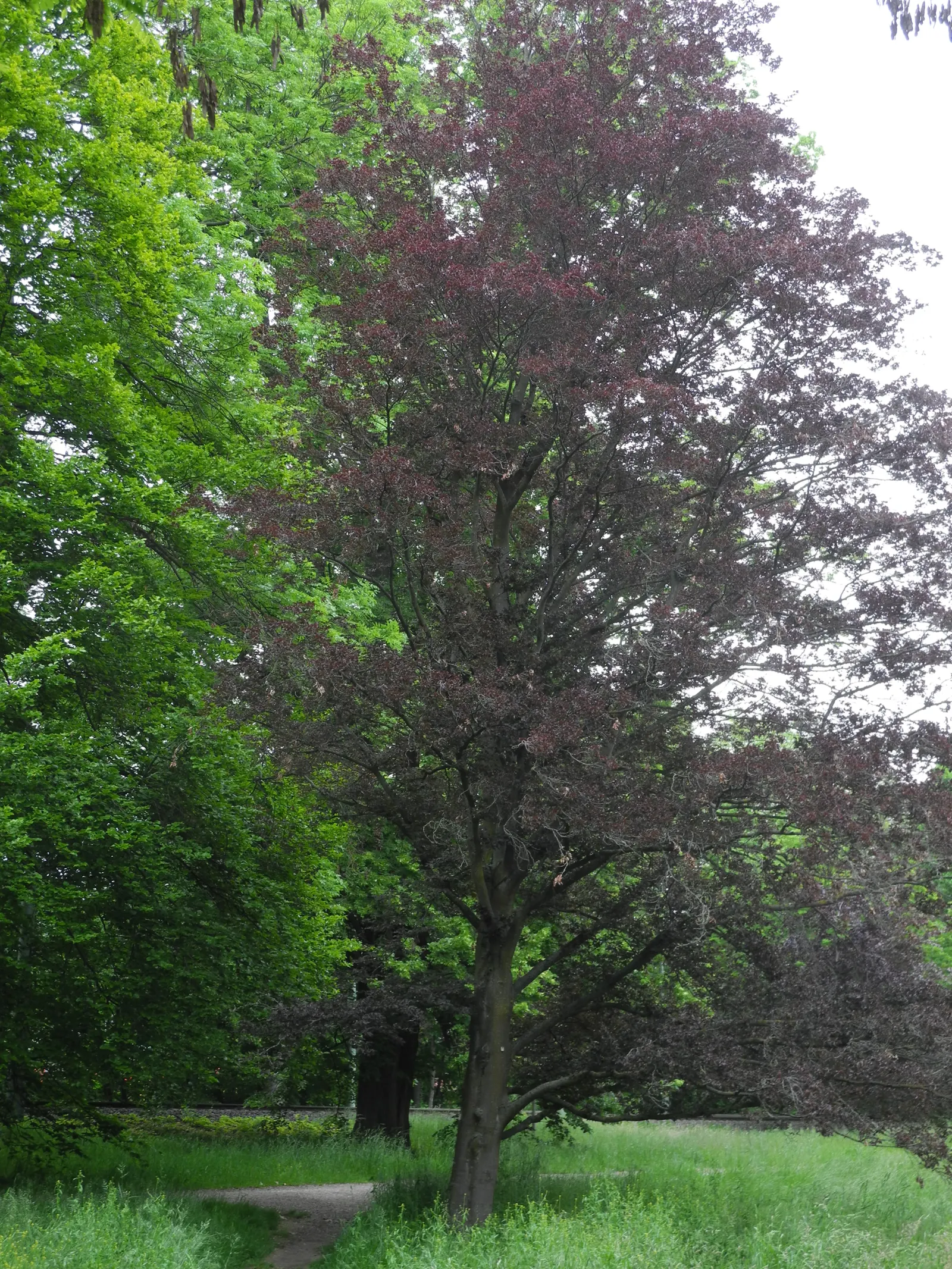 Rohan European Beech (Fagus Sylvatica 'Rohanii') — tree for full or half
