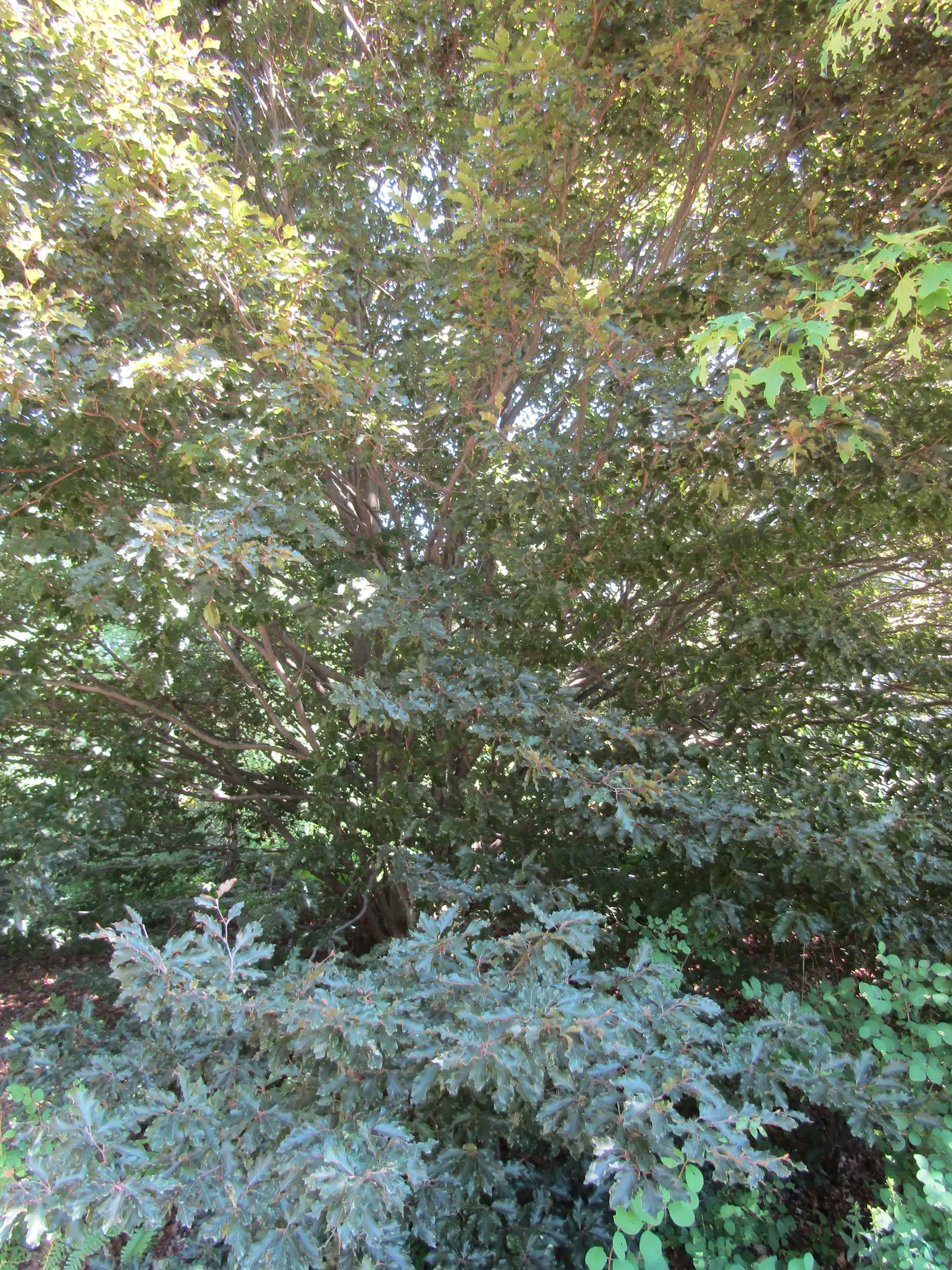 Rohan European Beech (Fagus Sylvatica 'Rohanii') — This stately tree has an upright, spreading habit, reaching up to 40 feet tall and 30 feet wide; when