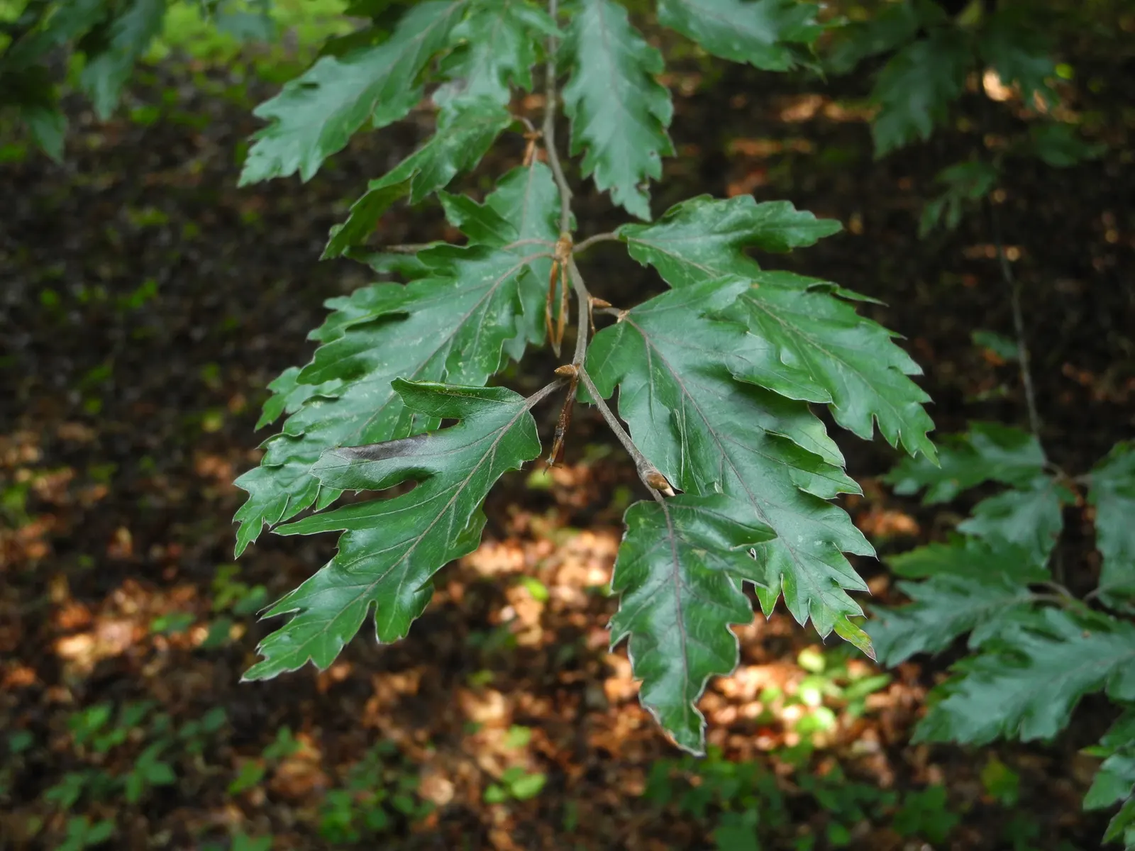 Rohan European Beech (Fagus Sylvatica 'Rohanii') — The Rohan European Beech (Fagus sylvatica 'Rohanii') is a captivating deciduous tree with a, image 22