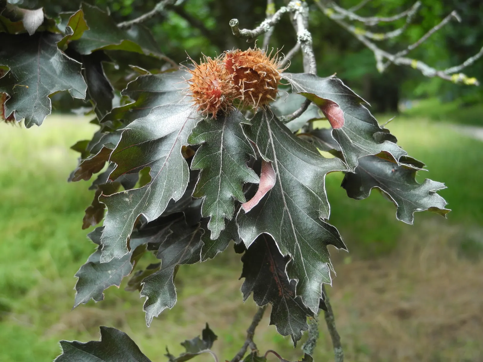 Rohan European Beech (Fagus Sylvatica 'Rohanii') — Its slow to moderate growth rate allows for a heightened control over shaping and size