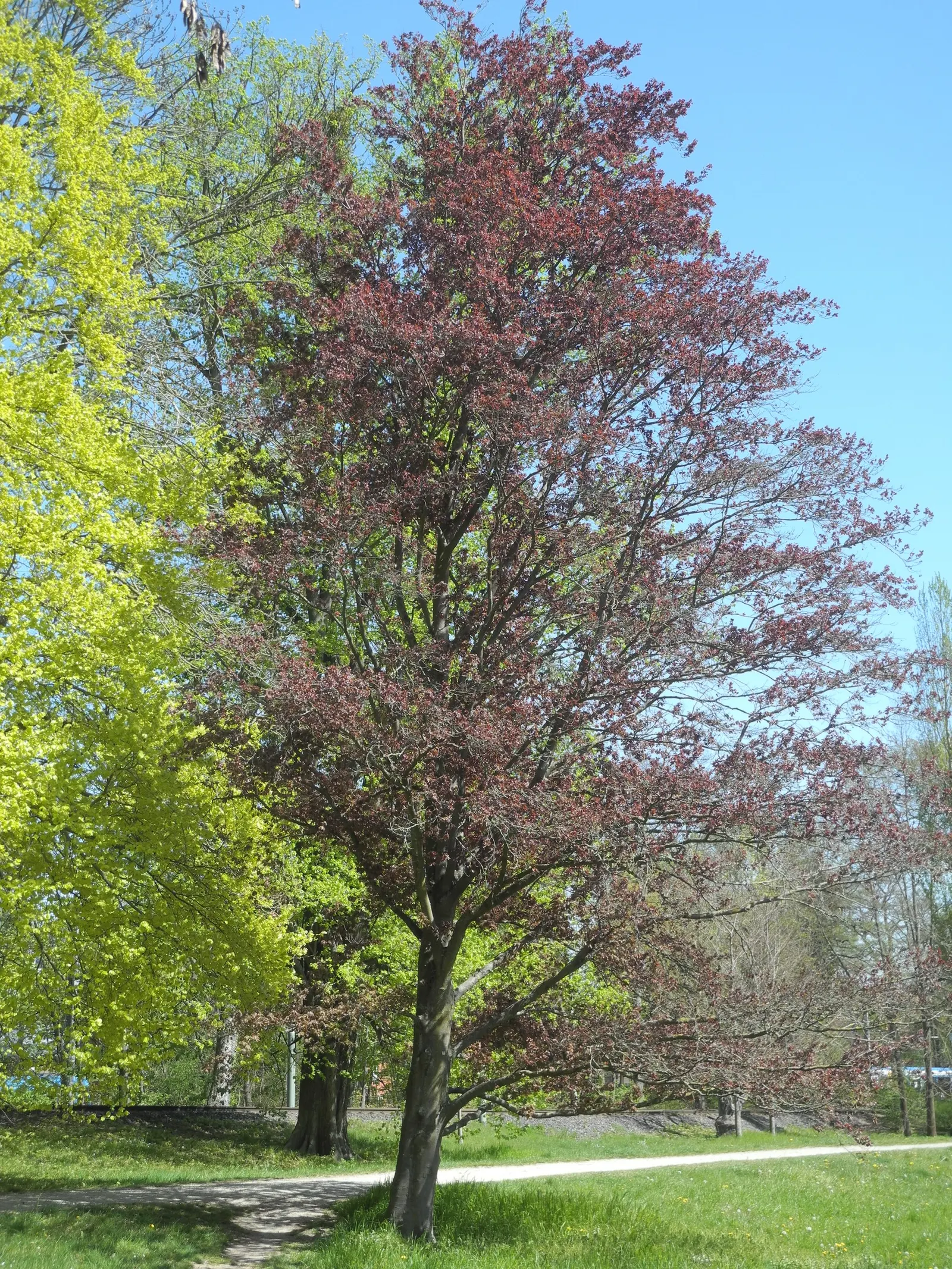 Rohan European Beech (Fagus Sylvatica 'Rohanii') — It features deep purple, crinkled foliage that matures to a bronze hue in fall; offering year-round visual