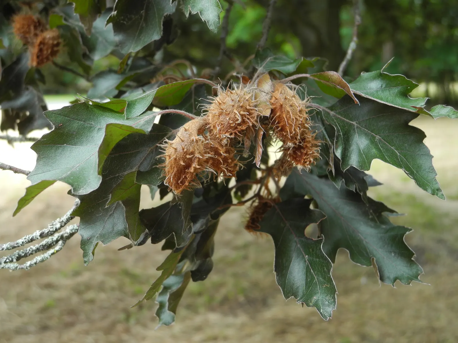 Rohan European Beech (Fagus Sylvatica 'Rohanii') — known by its botanical name Fagus sylvatica 'Rohanii'