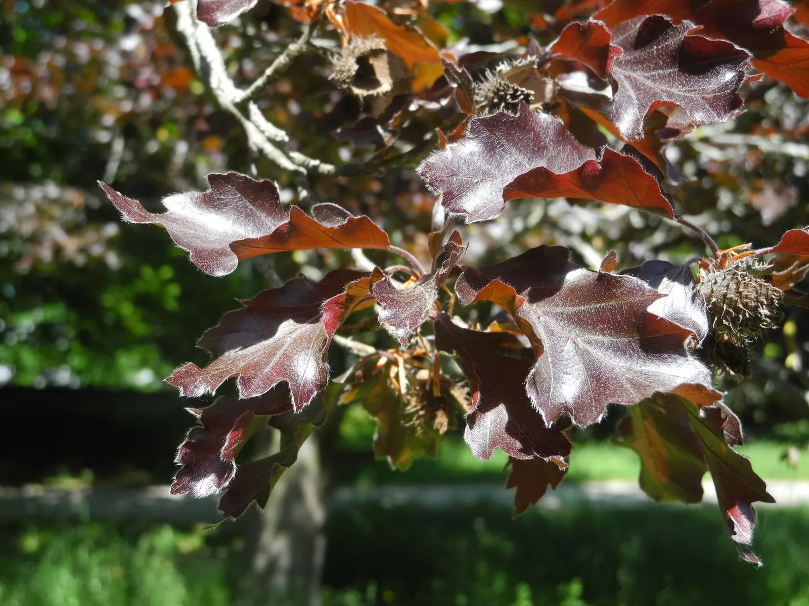 Rohan European Beech (Fagus Sylvatica 'Rohanii') — This stately tree has an upright, spreading habit, reaching up to 40 feet tall and 30 feet wide