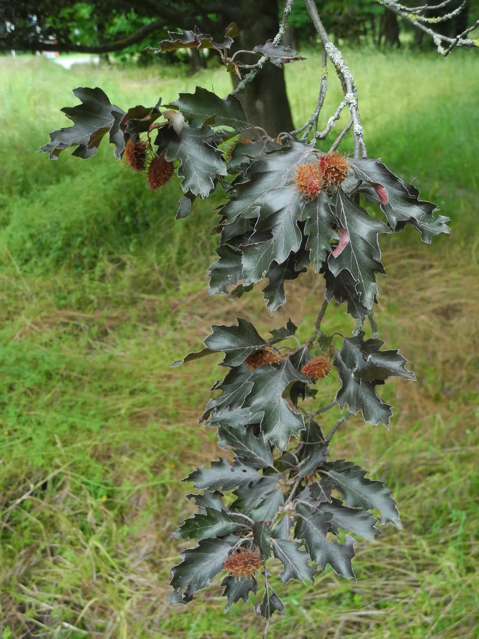 Rohan European Beech (Fagus Sylvatica 'Rohanii') — Its slow to moderate growth rate allows for a heightened control over shaping and size; known by its