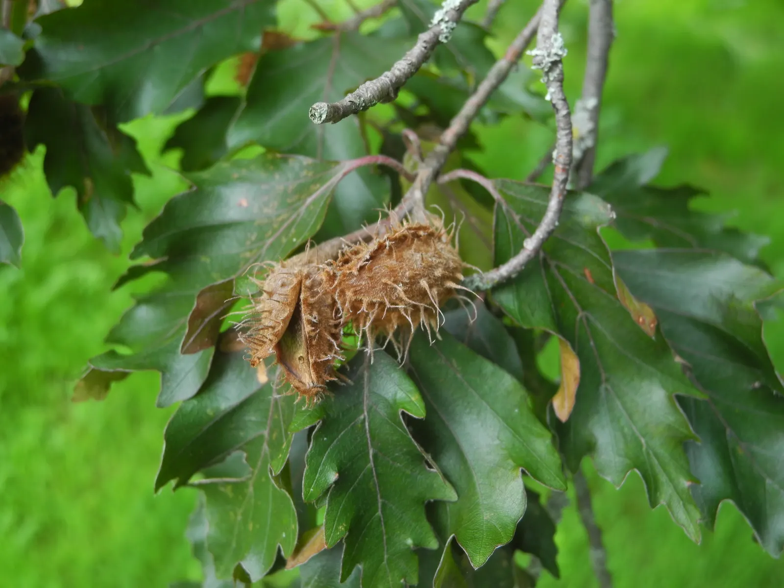 Rohan European Beech (Fagus Sylvatica 'Rohanii') — making it an imposing feature in any garden; when ensuring its proper care