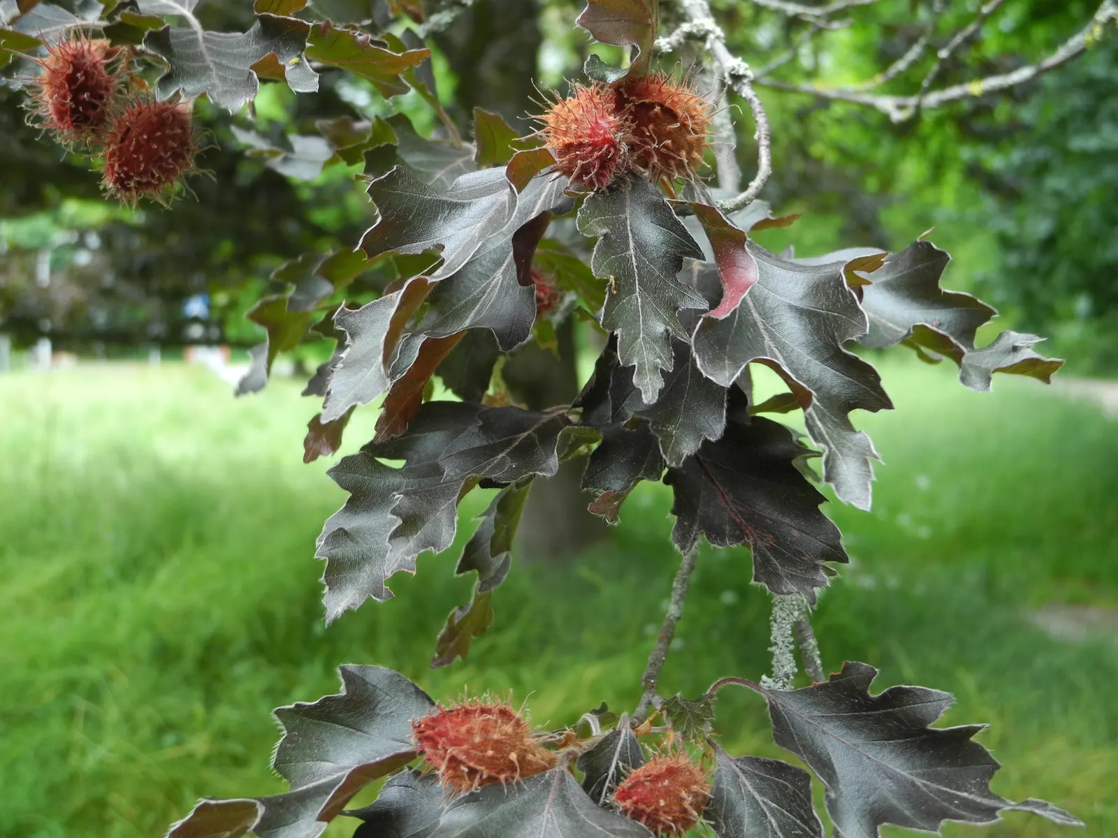 Rohan European Beech (Fagus Sylvatica 'Rohanii') — deep purple leaves that transform into a ravishing coppery-bronze in the fall