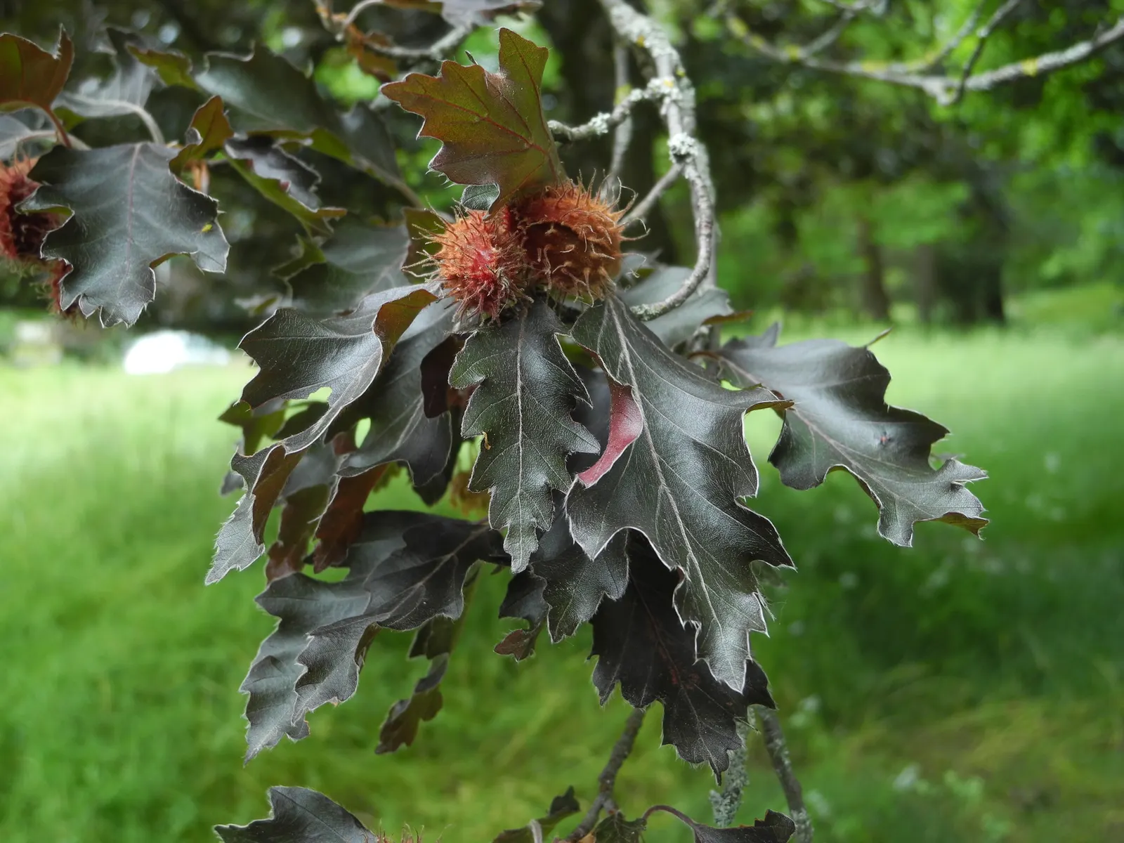 Rohan European Beech (Fagus Sylvatica 'Rohanii') — It features deep purple, crinkled foliage that matures to a bronze hue in fall