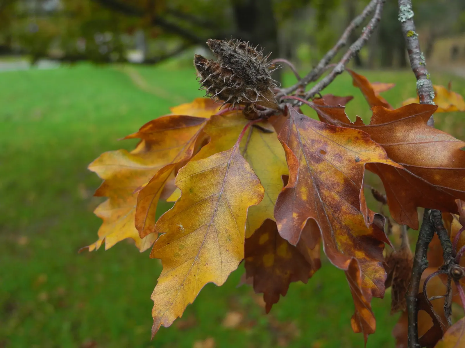 Rohan European Beech (Fagus Sylvatica 'Rohanii') — The Rohan European Beech (Fagus sylvatica 'Rohanii') is a captivating deciduous tree with a distinctive