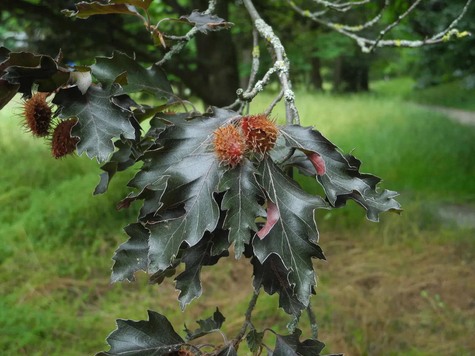 Rohan European Beech (Fagus Sylvatica 'Rohanii') — appealing to those desiring a manageable yet robust specimen.<br><br>Distinguishable by its unique foliage