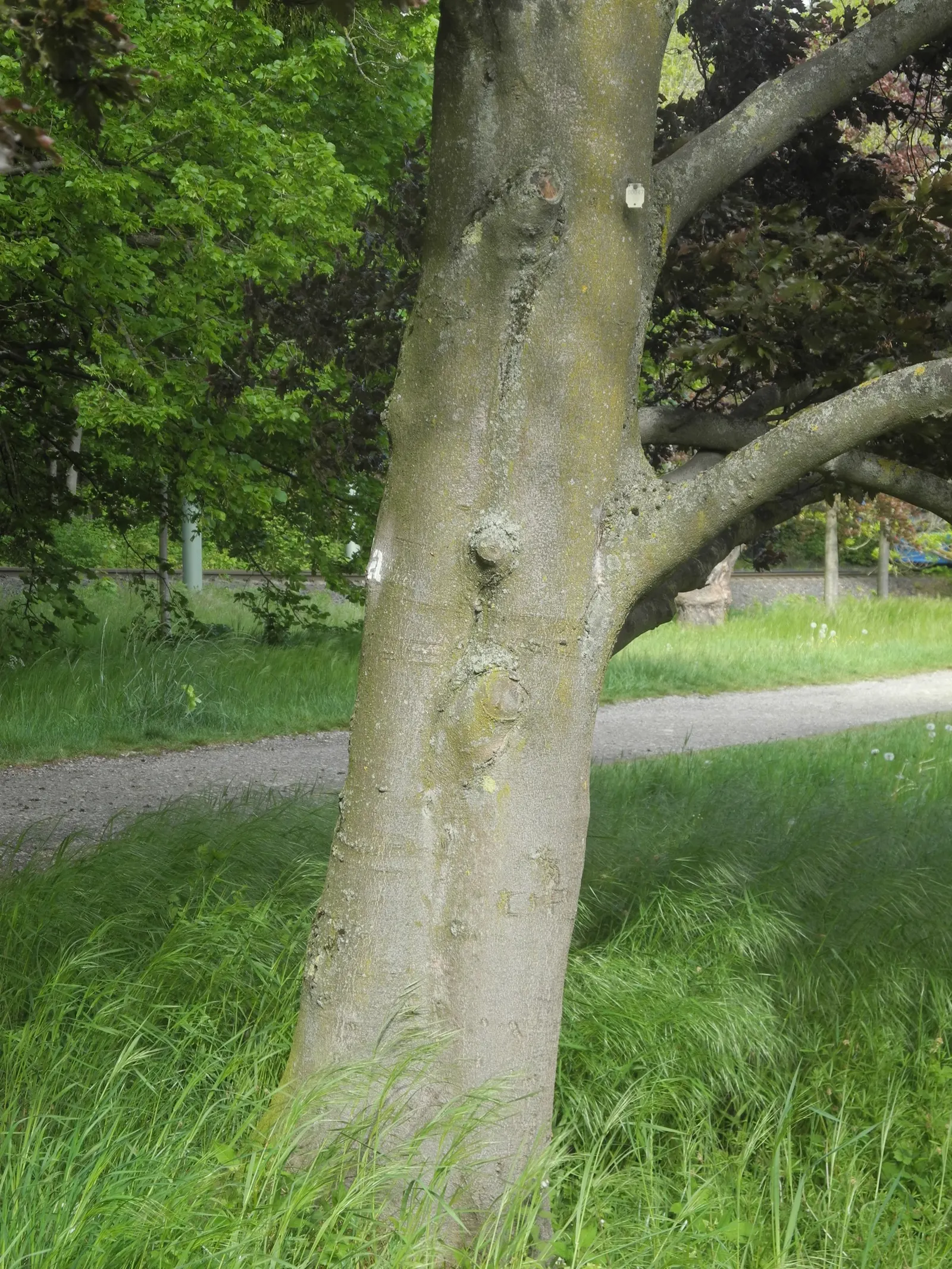 Rohan European Beech (Fagus Sylvatica 'Rohanii') — the Rohan European Beech thrives in well-drained