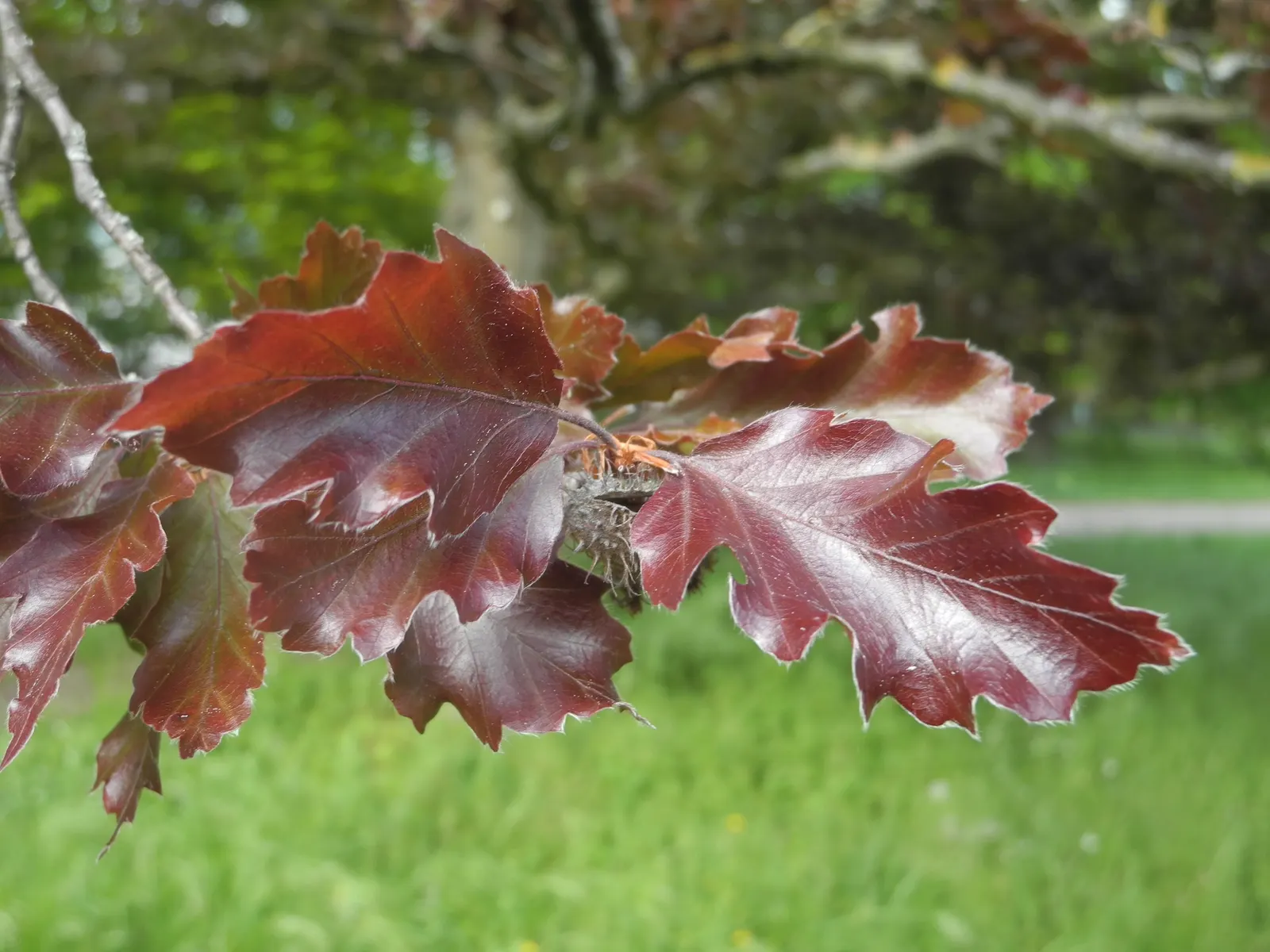 Rohan European Beech (Fagus Sylvatica 'Rohanii') — the 'Rohanii' boasts crinkled