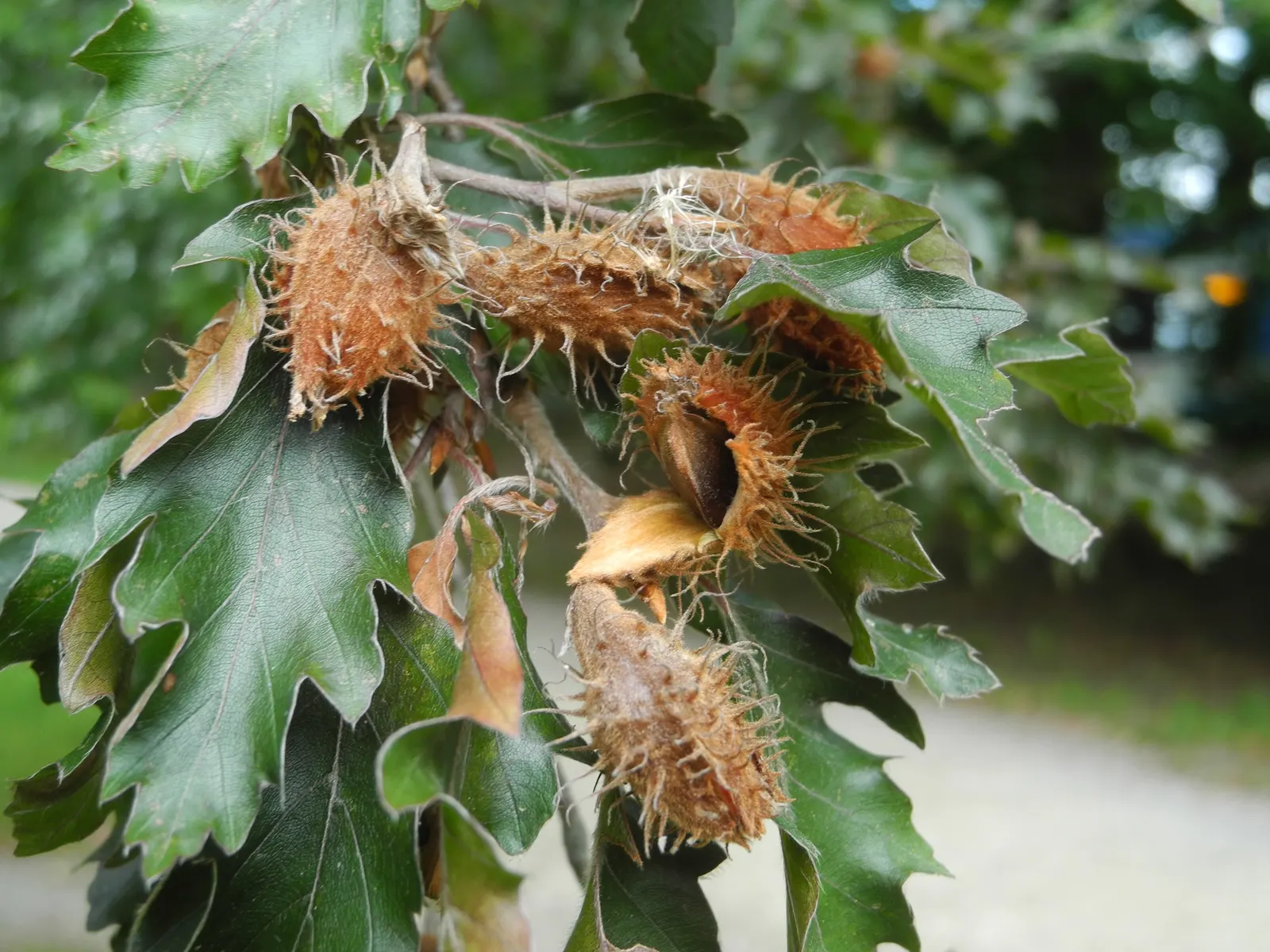 Rohan European Beech (Fagus Sylvatica 'Rohanii') — known by its botanical name Fagus sylvatica 'Rohanii', image 25