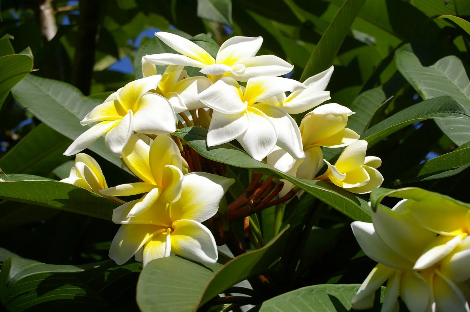 Plumeria (Plumeria Rubra) — This small, deciduous tree matures around 20 feet tall, with a wide canopy of up to 25 feet