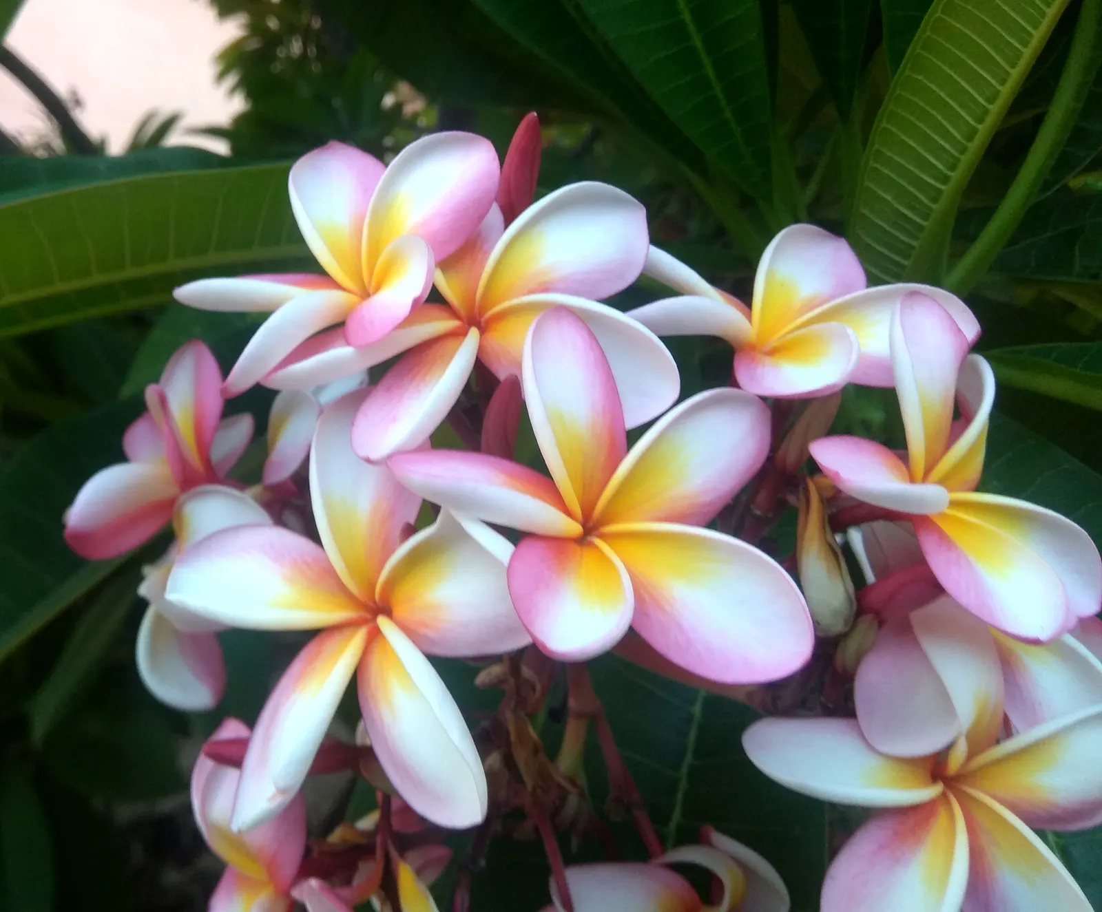 Plumeria (Plumeria Rubra) — commonly known as Frangipani