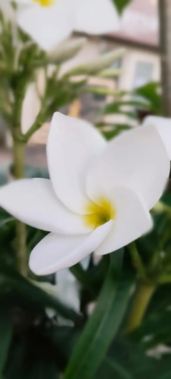Plumeria (Plumeria Rubra) — is a tropical beauty renowned for its vibrant and fragrant flowers in hues from white to deep red