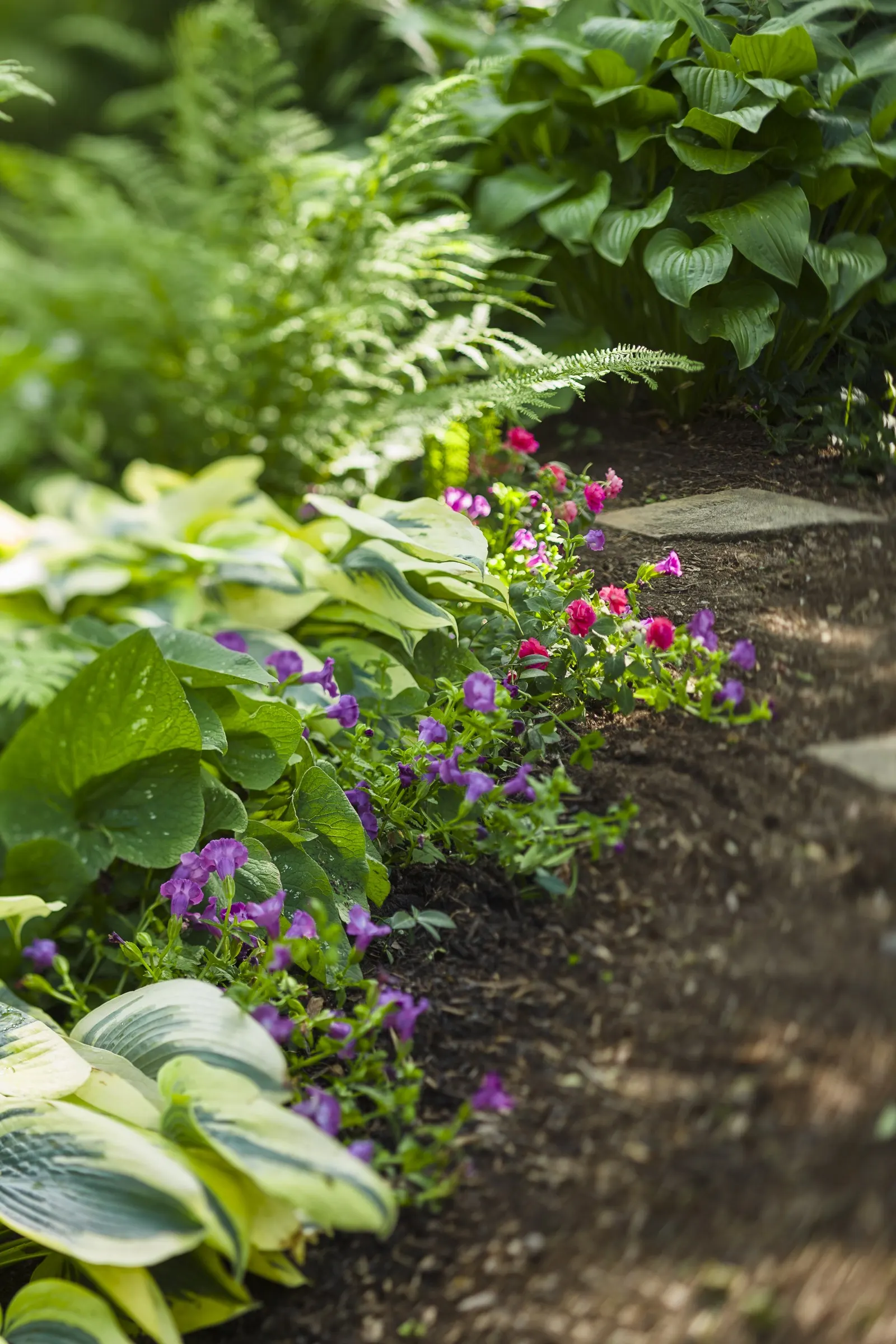 'Autumn Frost' Hosta (Hosta hybrid) — information and resources, image 47