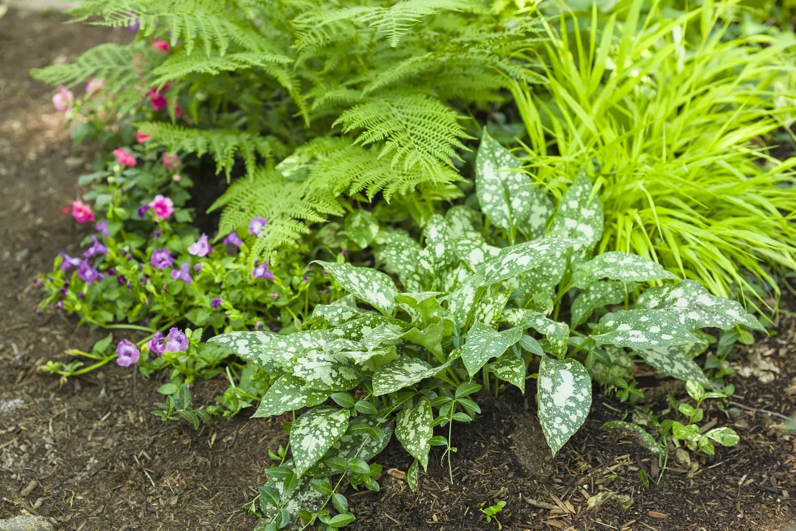 Coral Reef Double Impatiens (Impatiens walleriana) — no deadheading necessary for this colorful shade annuals; information and resources, image 42