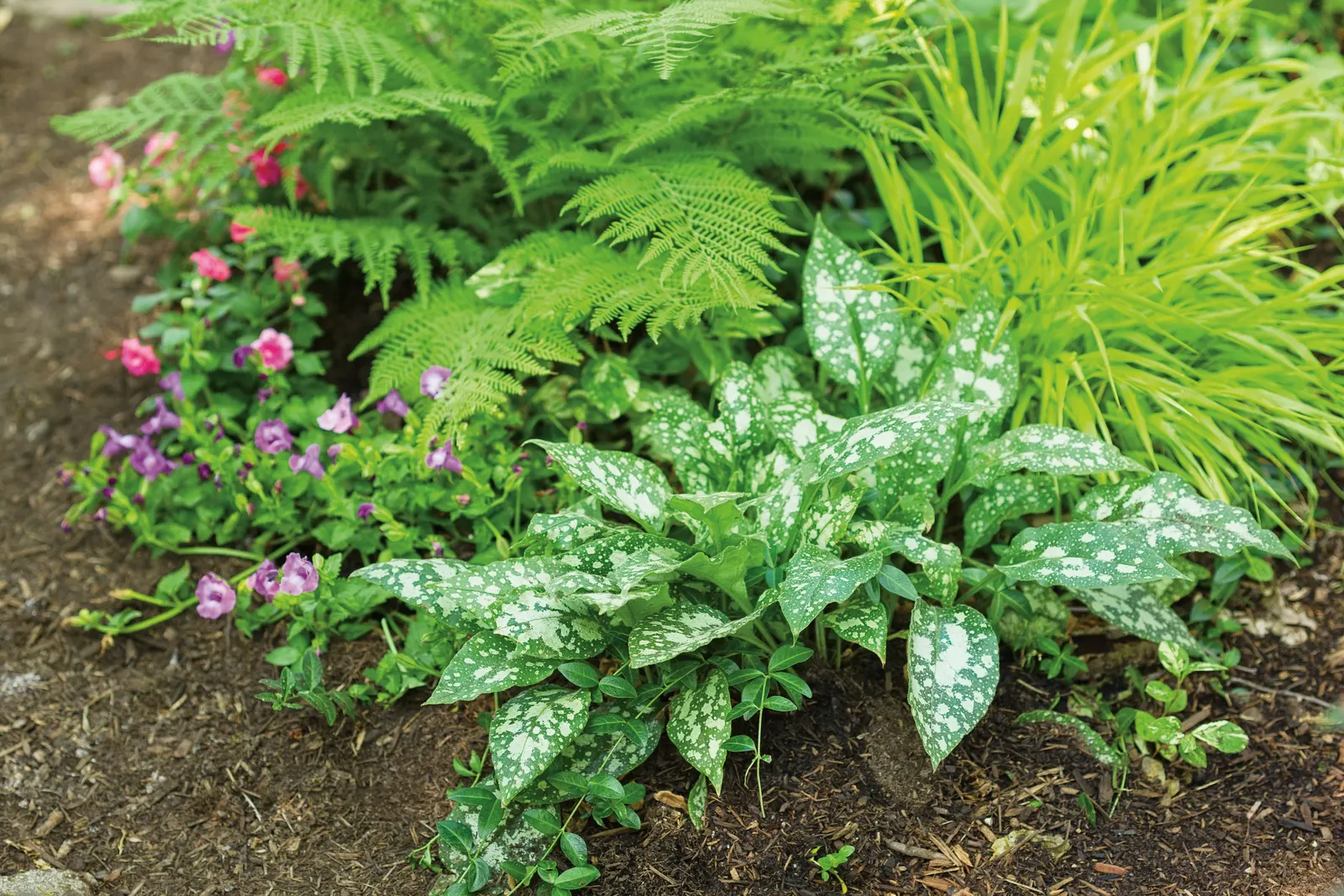 Coral Reef Double Impatiens (Impatiens walleriana) — It blooms from spring to frost.; if the se shade-loving annual flowers get too tall, image 43