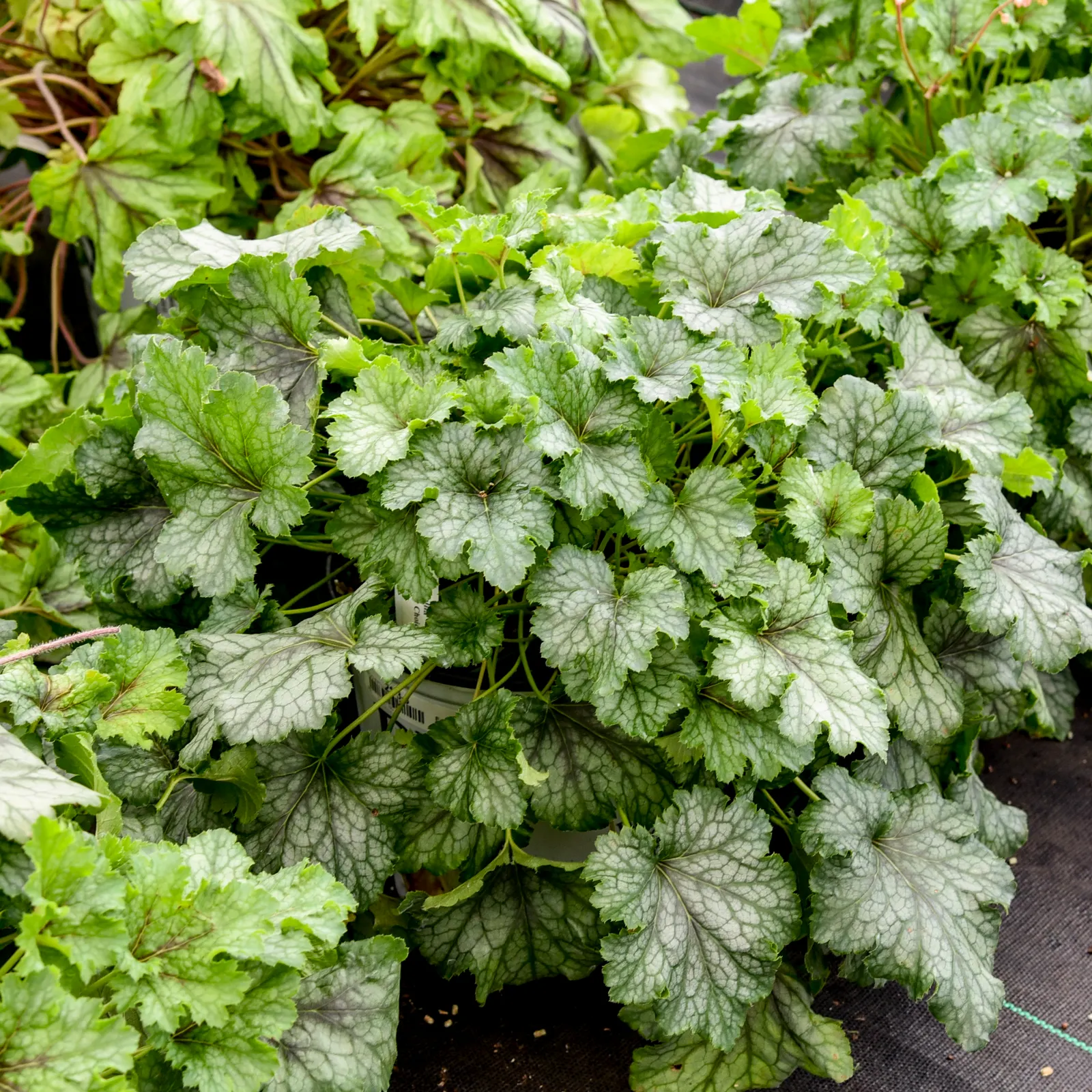 'Shadow Tag' Foamy Bells (Heucherella hybrid) — topped in late spring with bubblegum pink flower sprays