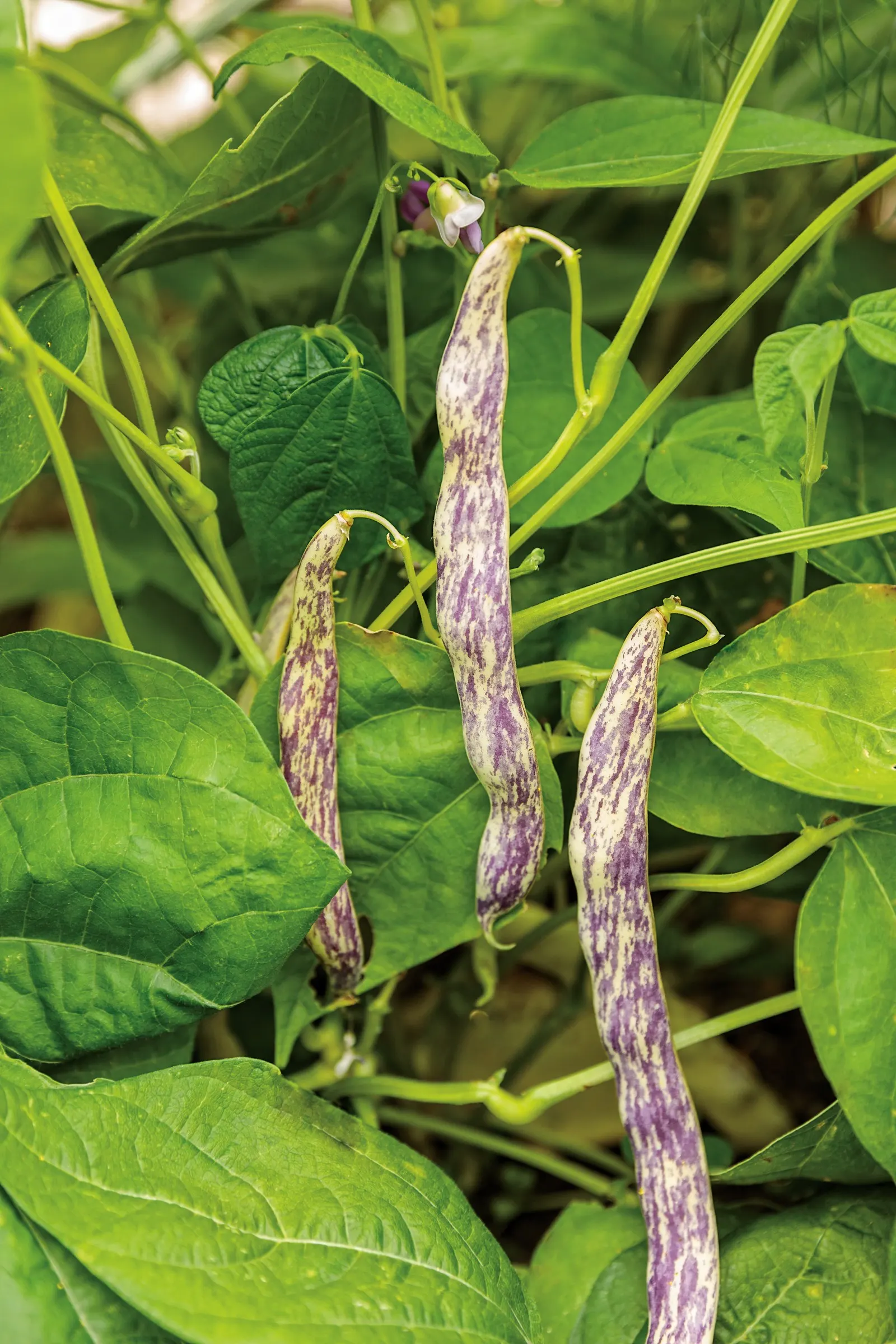Dragon Tongue Bush Bean (Phaseolus vulgaris) — or Phaseolus vulgaris 'Dragon Tongue'