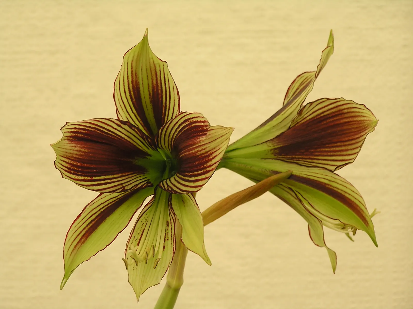 Papilio' Butterfly Amaryllis (Amaryllis Papilio 'Butterfly') — or as a spectacular container plant