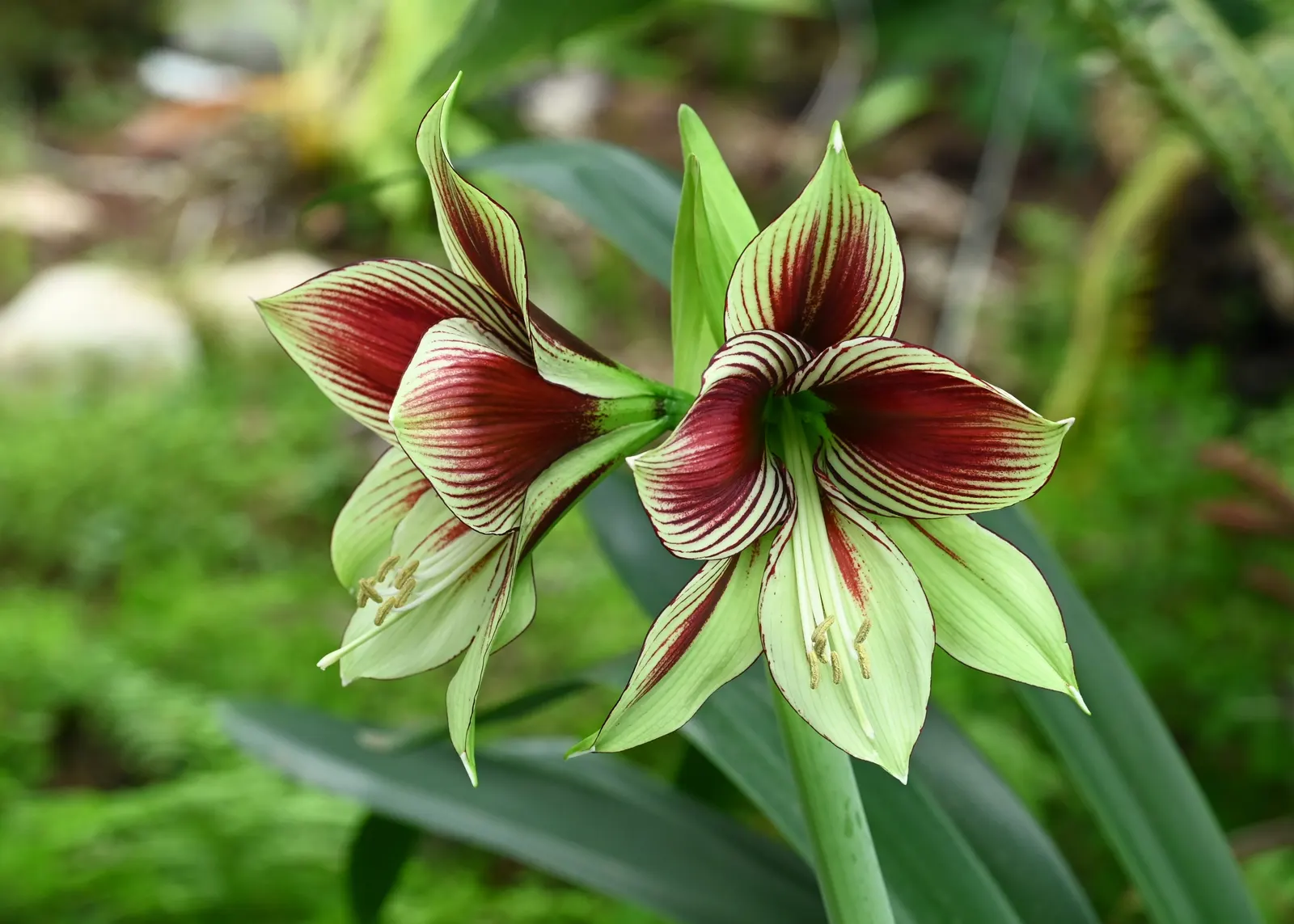 Papilio' Butterfly Amaryllis (Amaryllis Papilio 'Butterfly') — the petals spread up to 6 inches across and exhibit a captivating iridescence