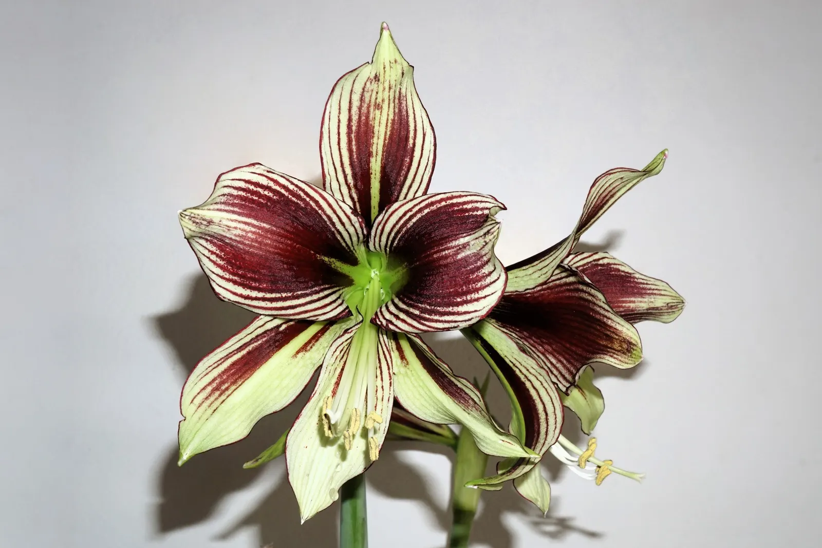 Papilio' Butterfly Amaryllis (Amaryllis Papilio 'Butterfly') — creating a showy display.<br><br>For landscape designers