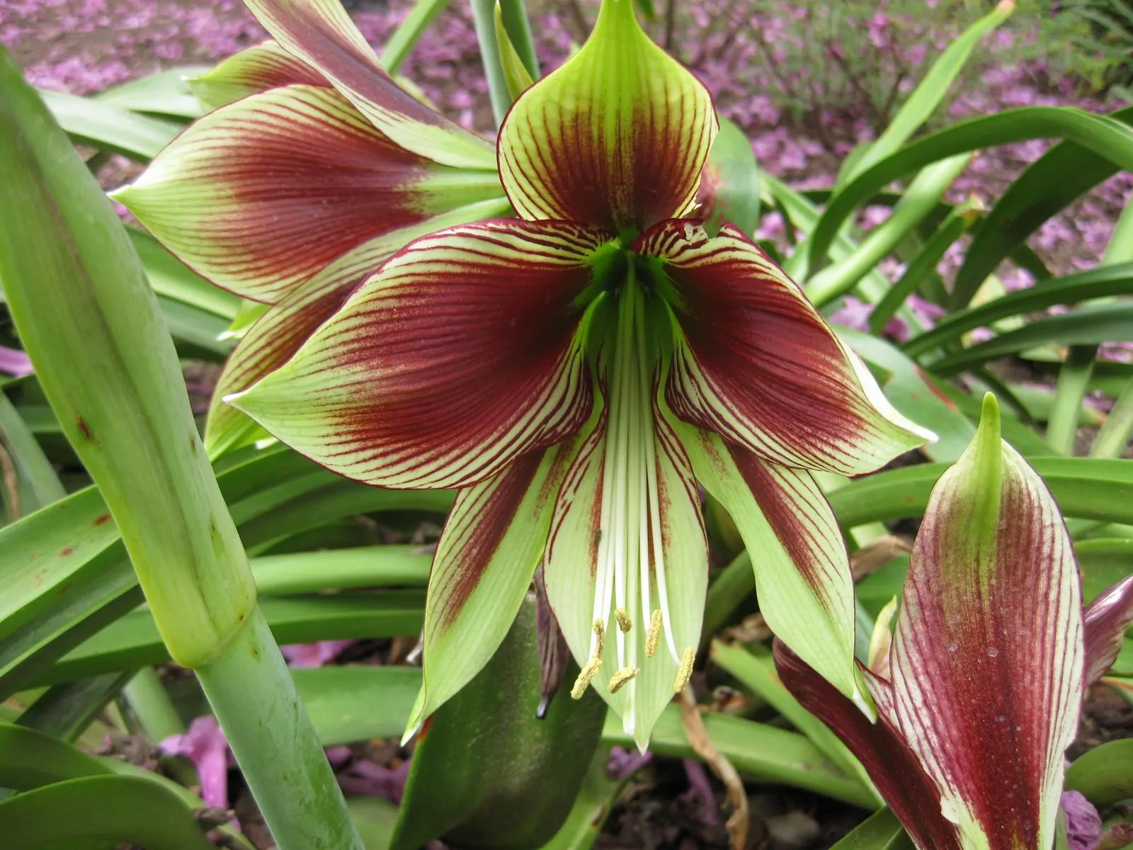 Papilio' Butterfly Amaryllis (Amaryllis Papilio 'Butterfly') — the bulbs should be lifted and stored indoors before the first frost to prevent damage