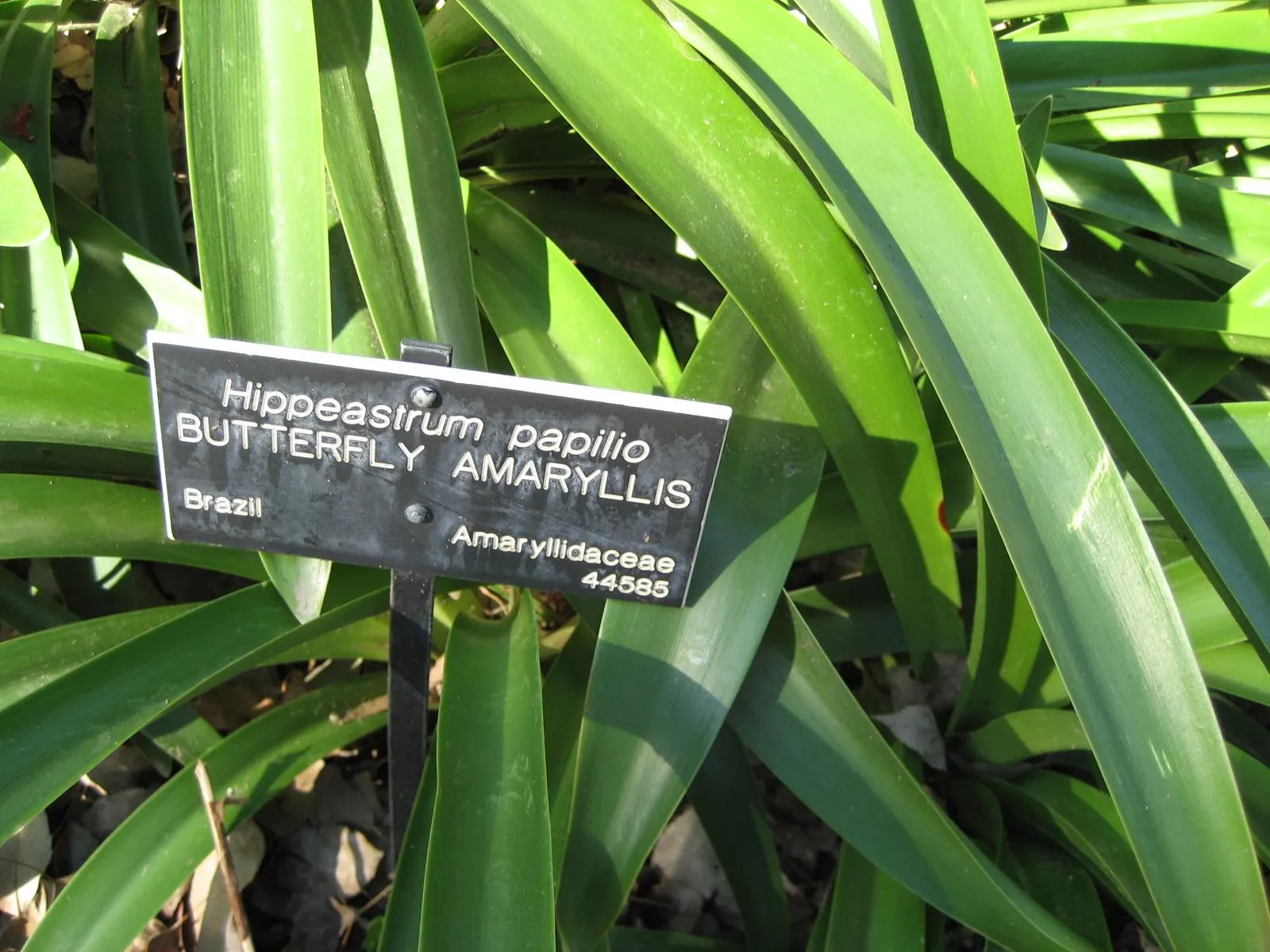 Papilio' Butterfly Amaryllis (Amaryllis Papilio 'Butterfly') — commonly referred to as Butterfly Amaryllis